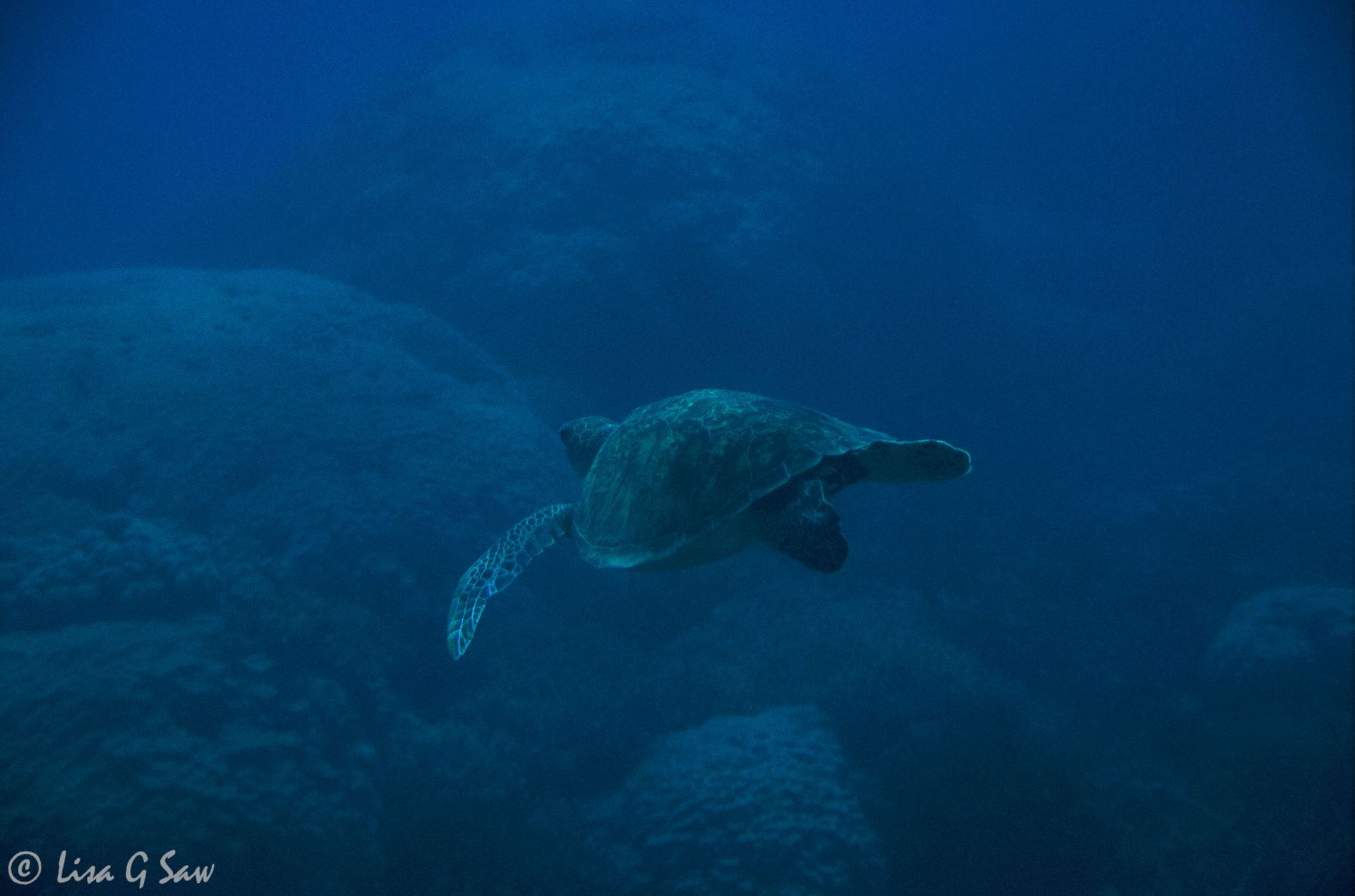 Turtle, Great Barrier Reef