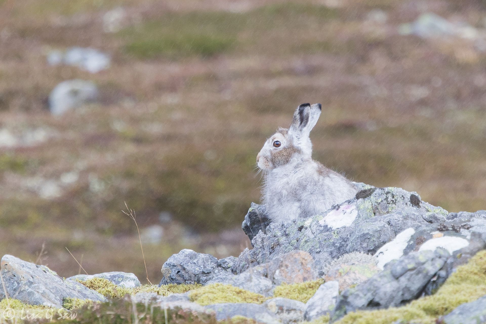Mountain Hare blending in with the rocks, Glenshee