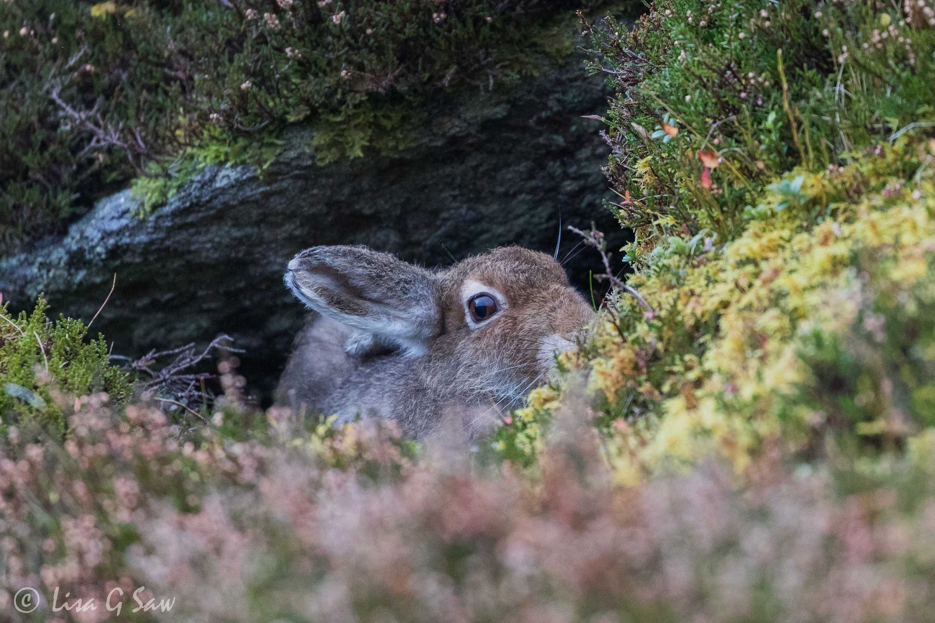Mountain Hare watchful eye