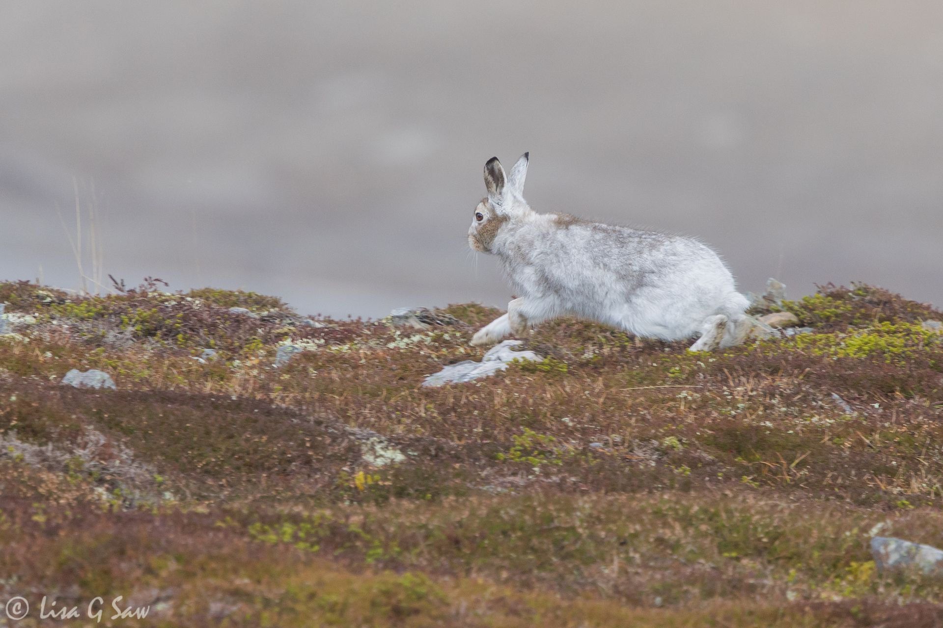 Mountain Hare on the run, Glenshee