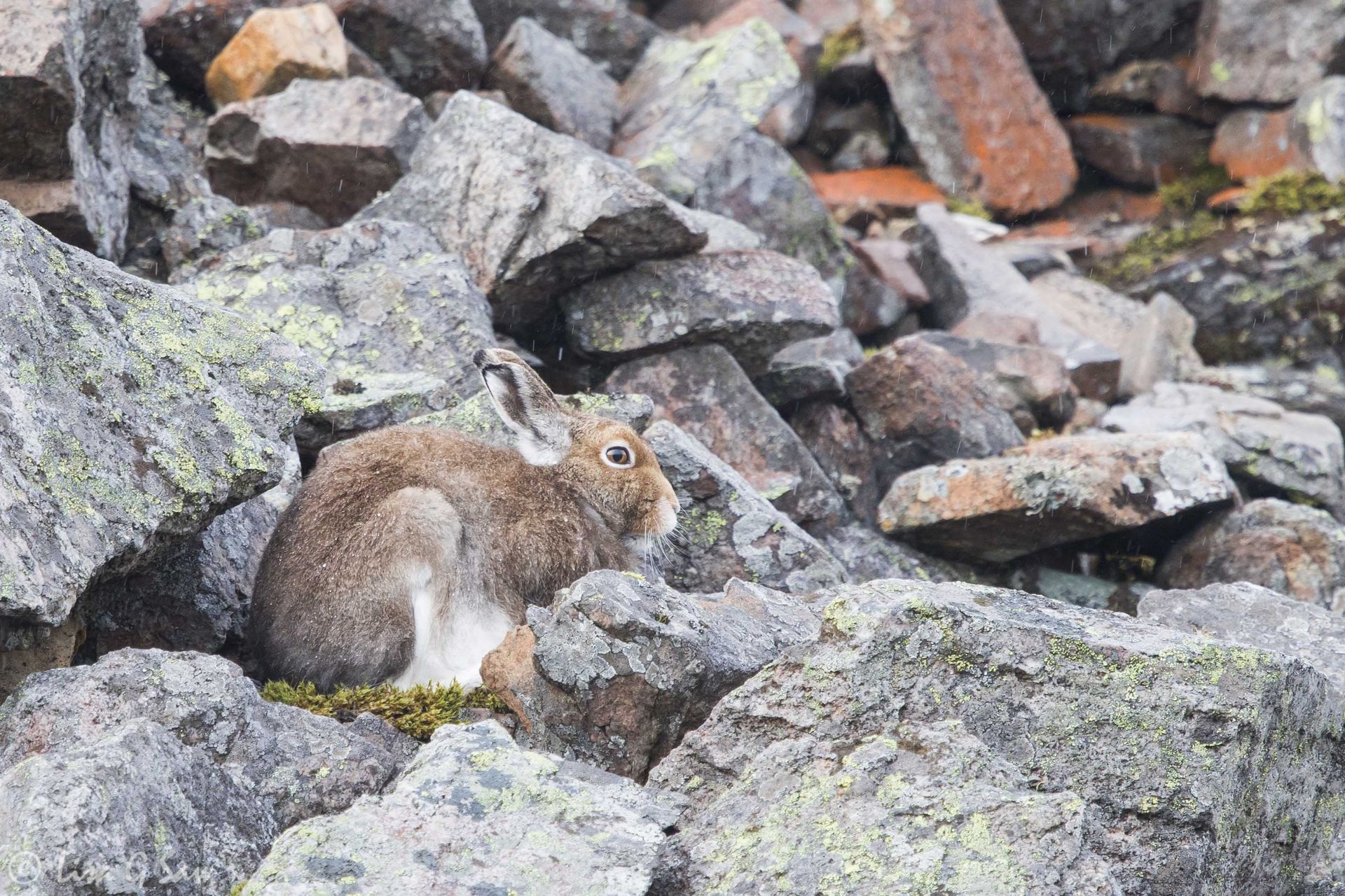 Mountain Hare hiding amongst the rocks, Glenshee
