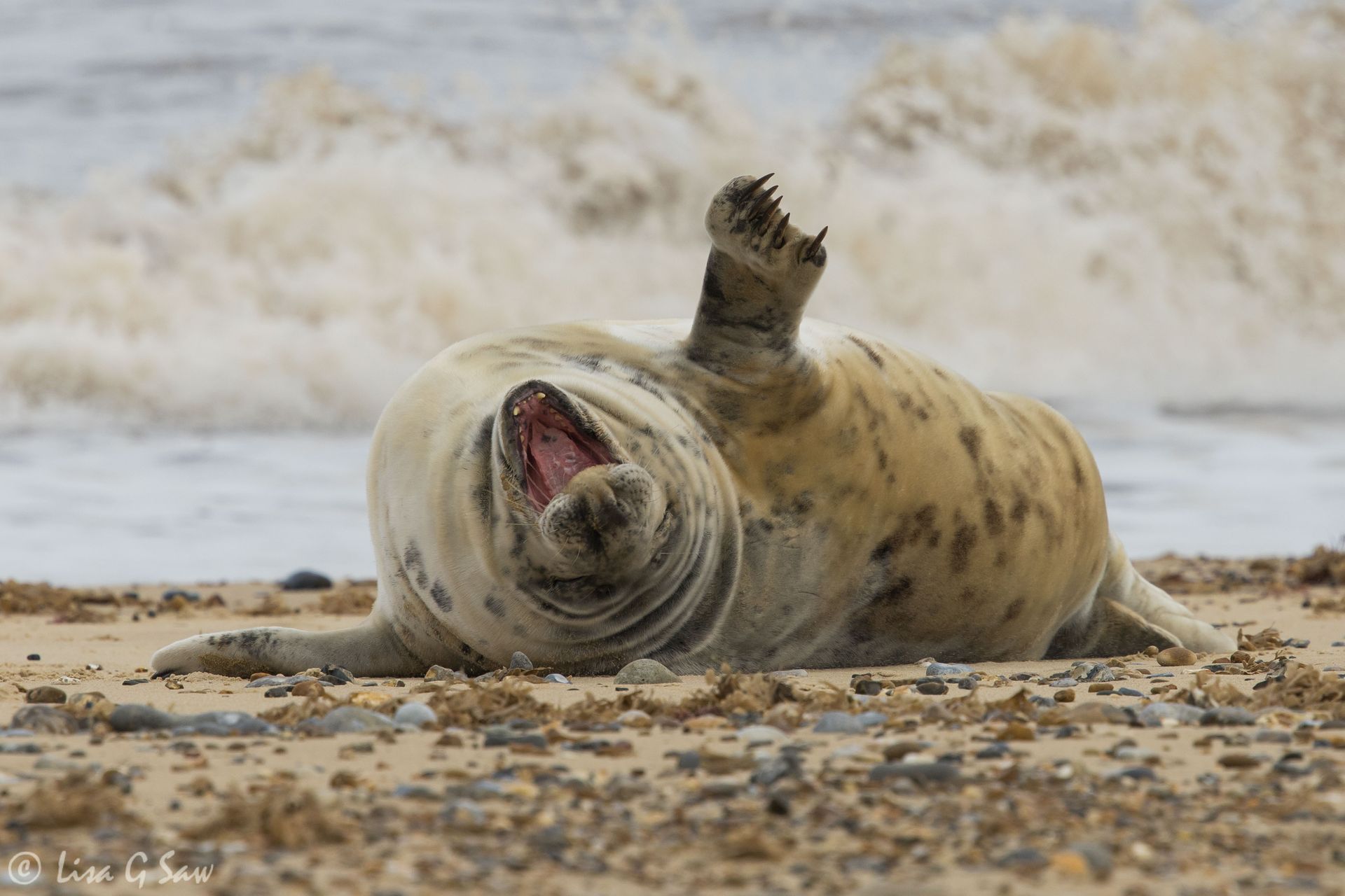 Female Common Seal yawning on Horsey Beach