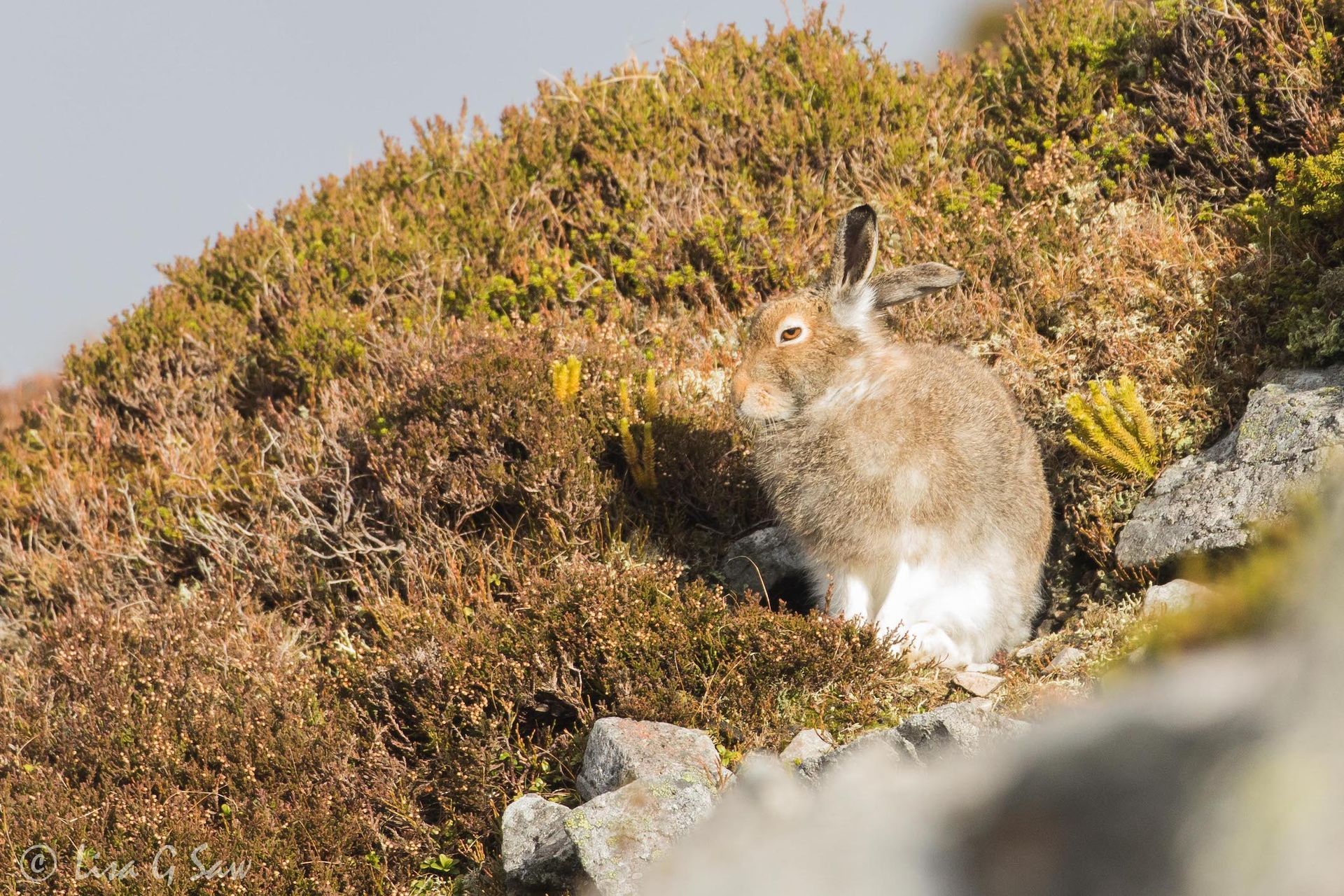 Mountain Hare looking very relaxed