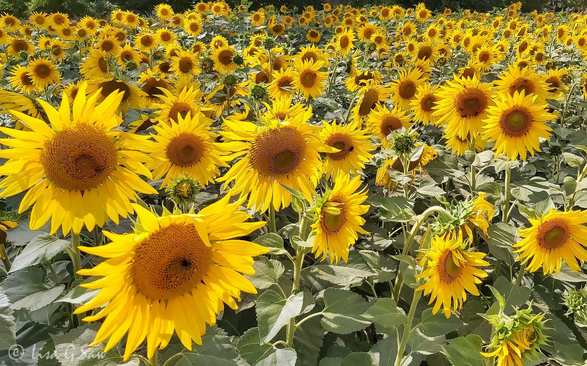 Field of Sunflowers