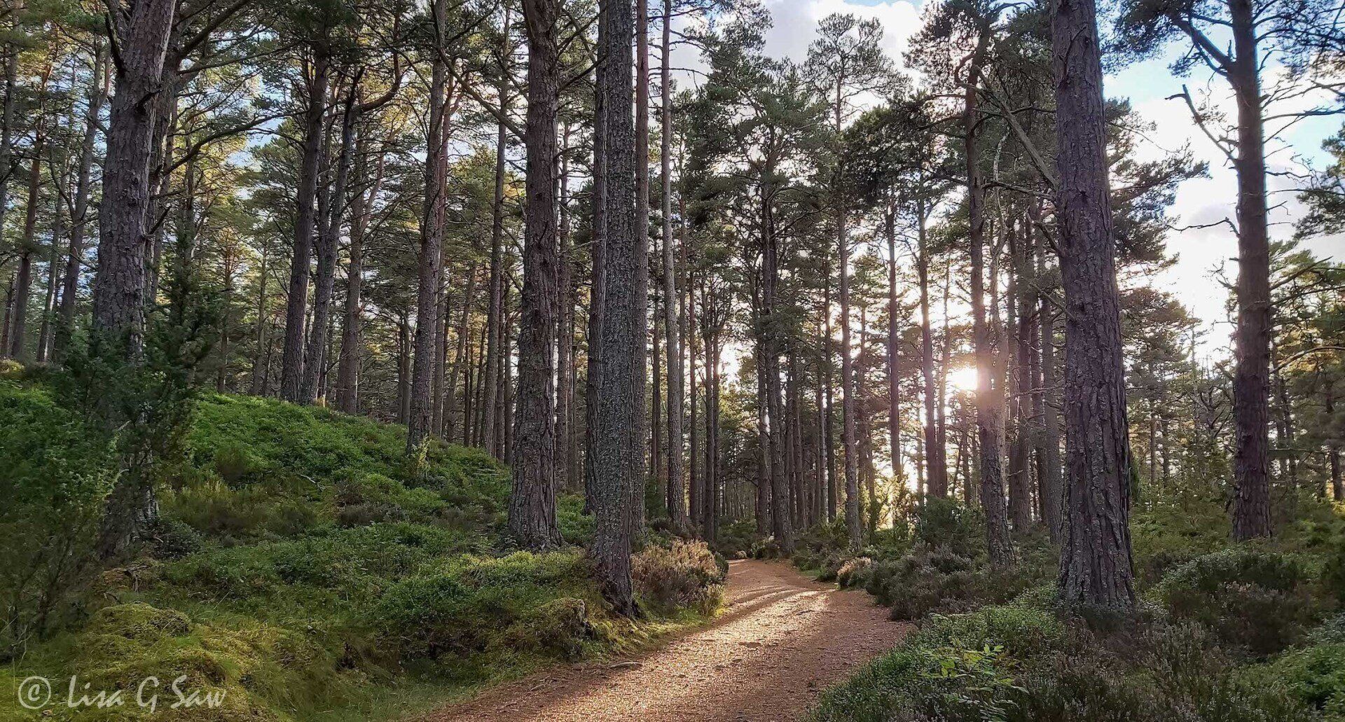 Forest path at Loch an Eilein