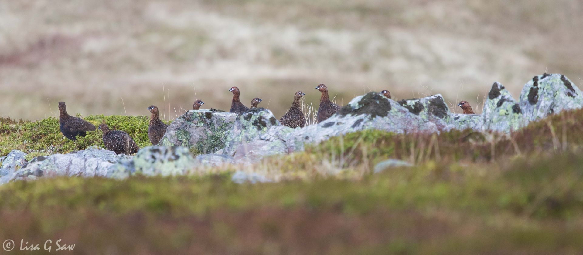 A group of Red Grouse on the slopes of Glenshee
