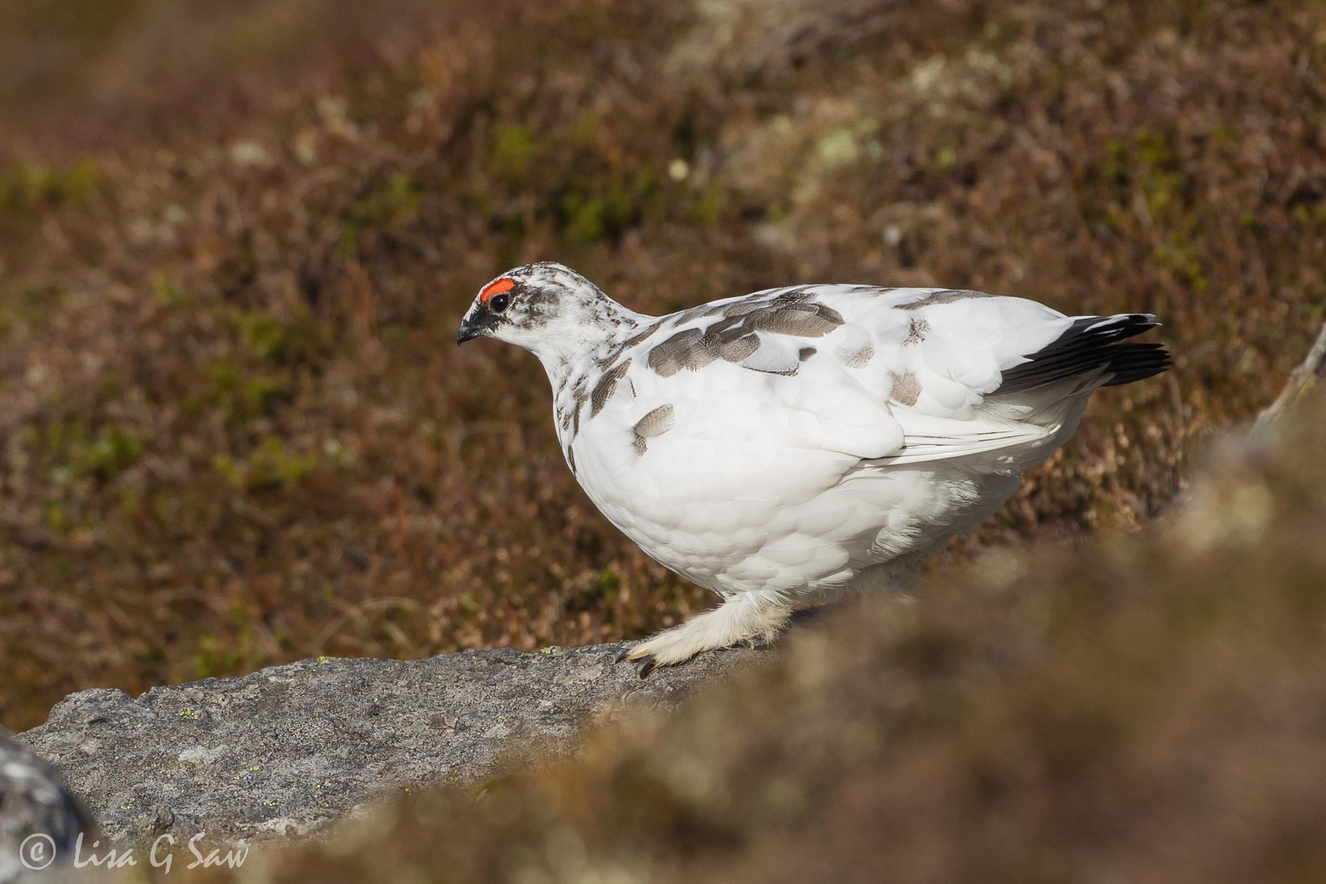 Male Ptarmigan changing into winter plumage