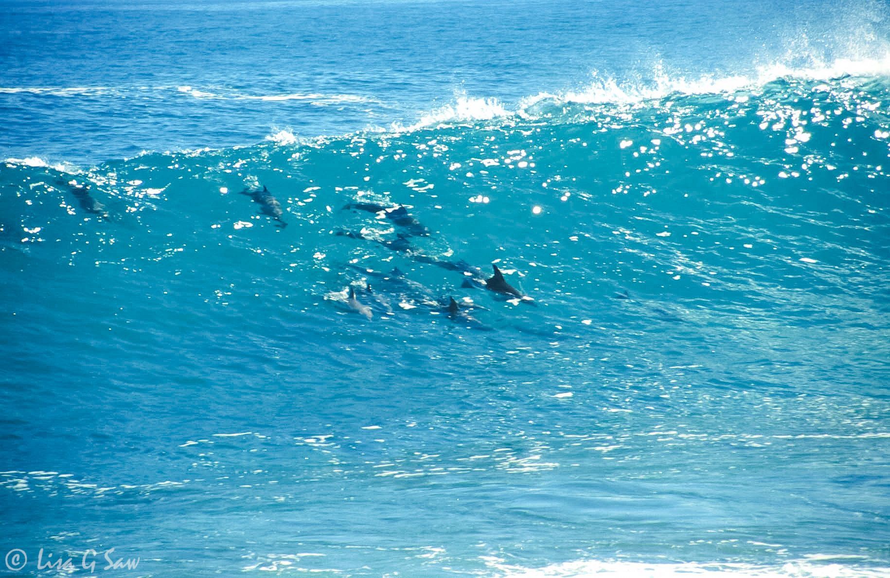 Dolphins riding a wave near Kalbarri, Western Australia