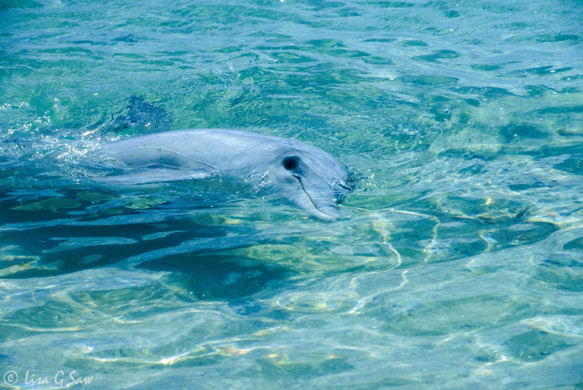 Bottlenose Dolphin, Monkey Mia, Western Australia
