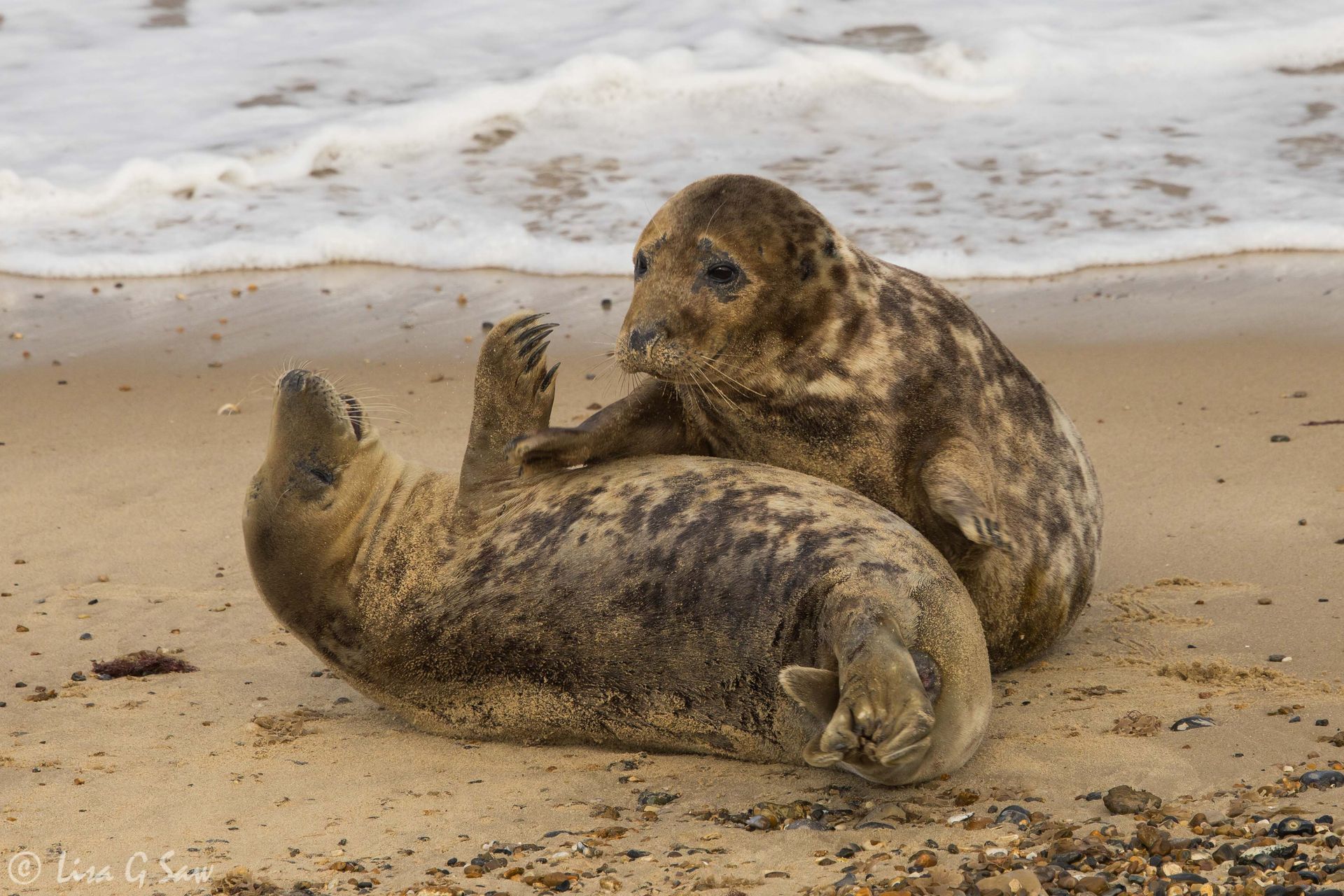 Two Female Common Seals having a tussle on Horsey Beach