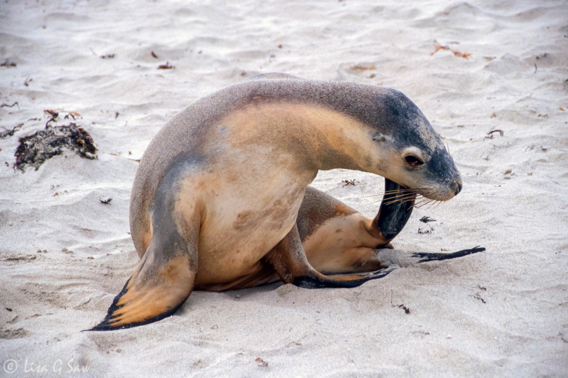 Australia Sea Lion, Seal Bay, Kangaroo Island