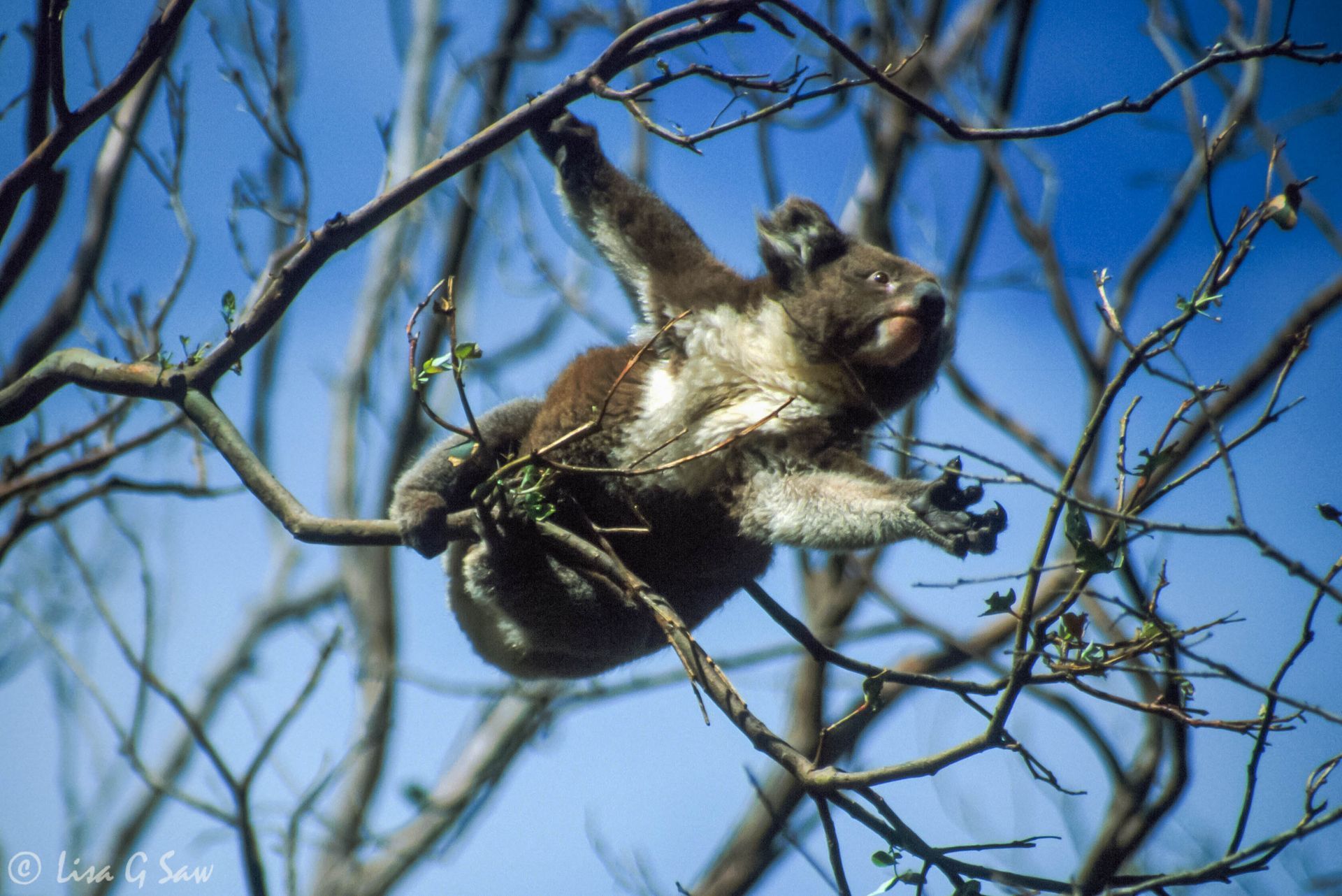 Koala reaching out, Hanson Bay Wildlife Sanctuary, Kangaroo Island