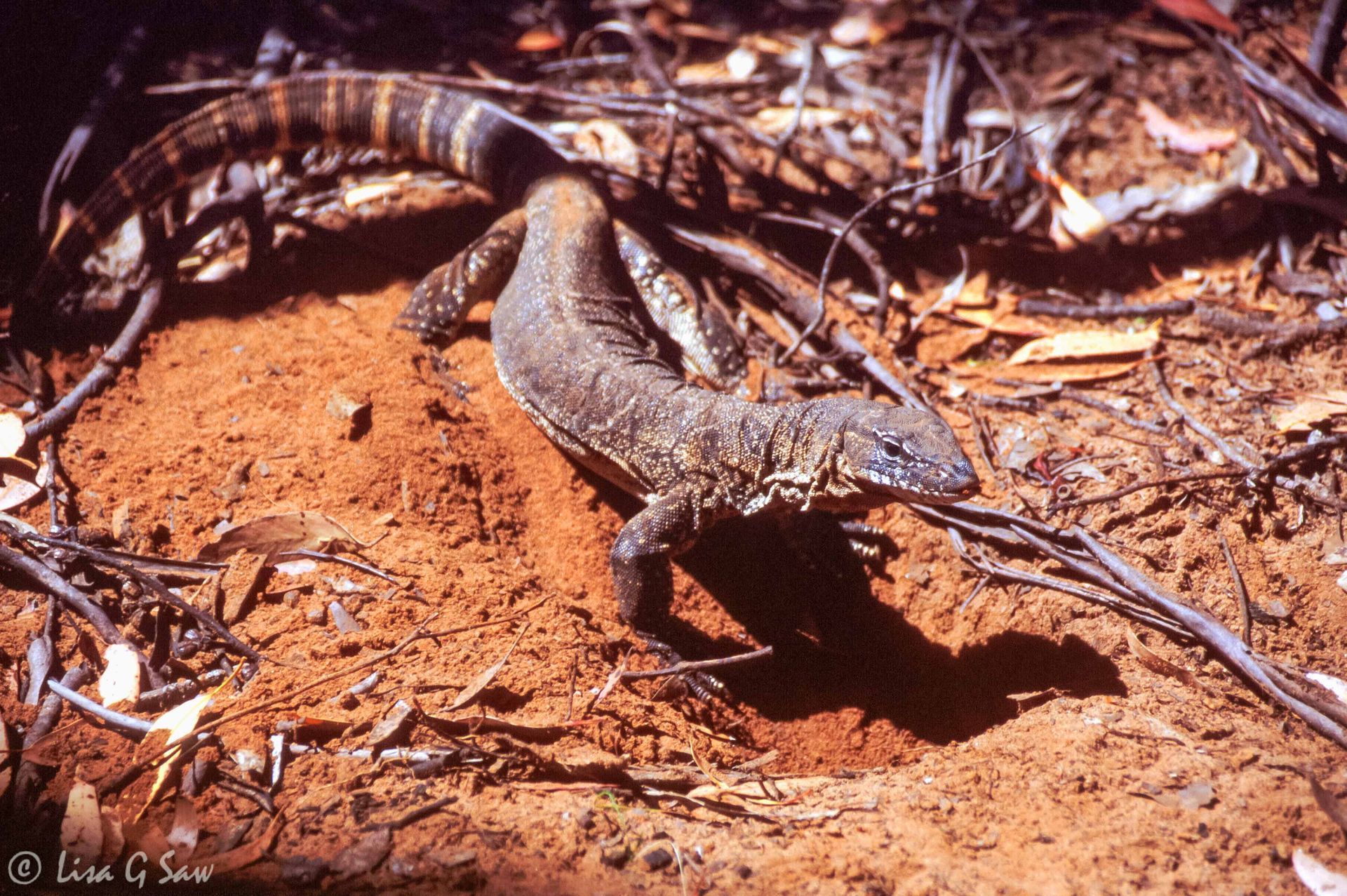 Goanna, Ravine des Cesoars, Kangaroo Island