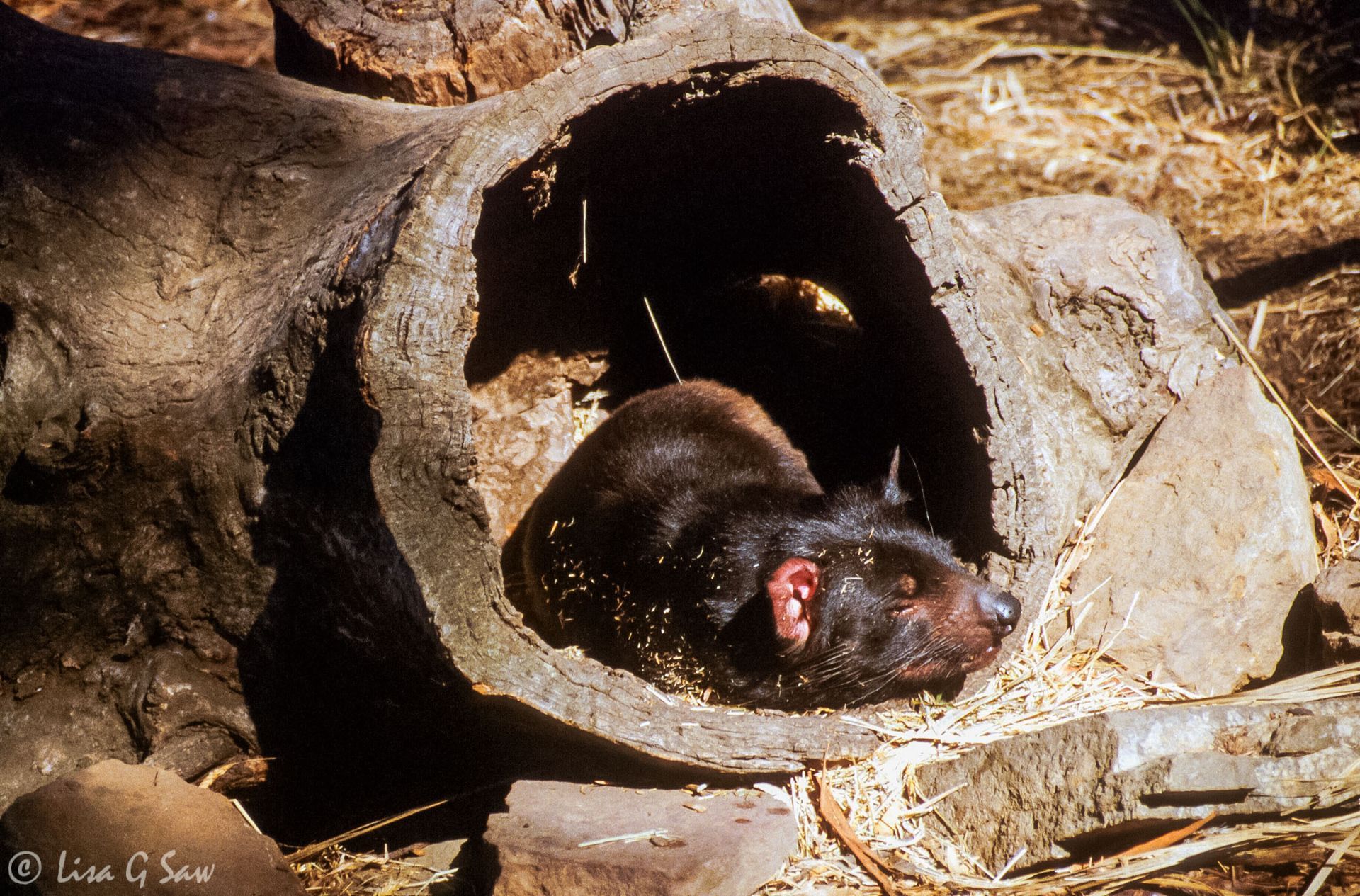 Tasmanian Devil, Bonorong Wildlife Sanctuary, Tasmania
