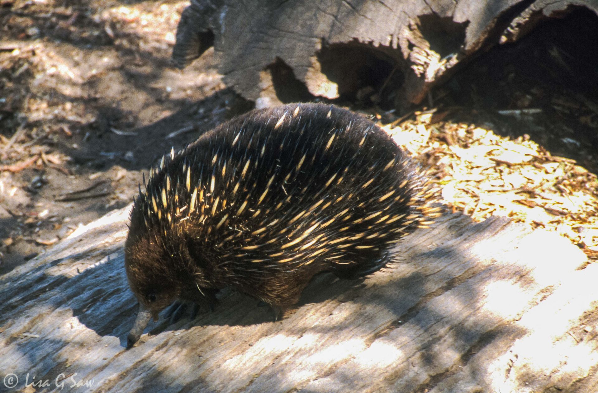 Echidna, Bonorong Wildlife Sanctuary, Tasmania