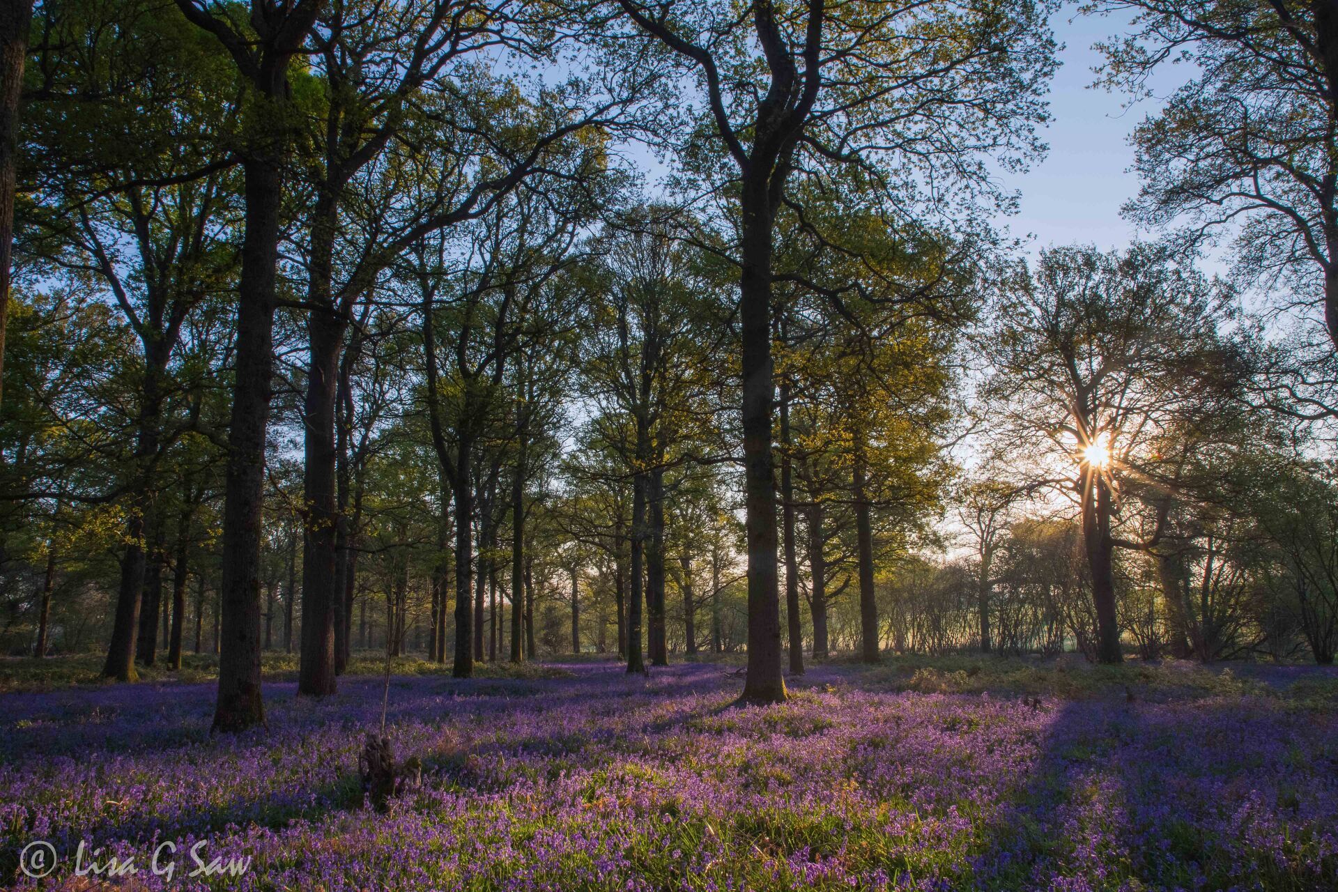 Sunburst and a bluebell clearing at dawn