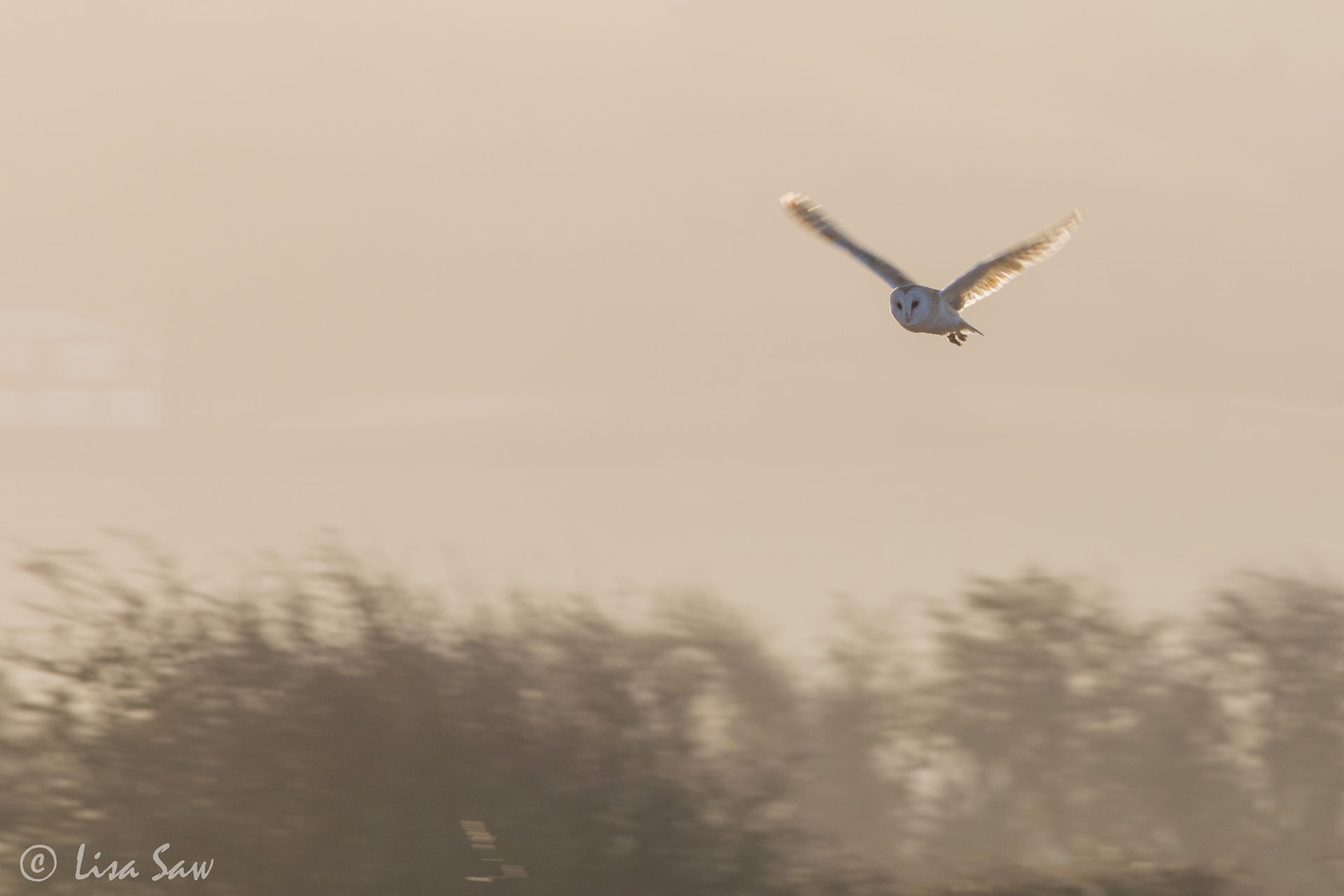 Slow panning a barn owl flying