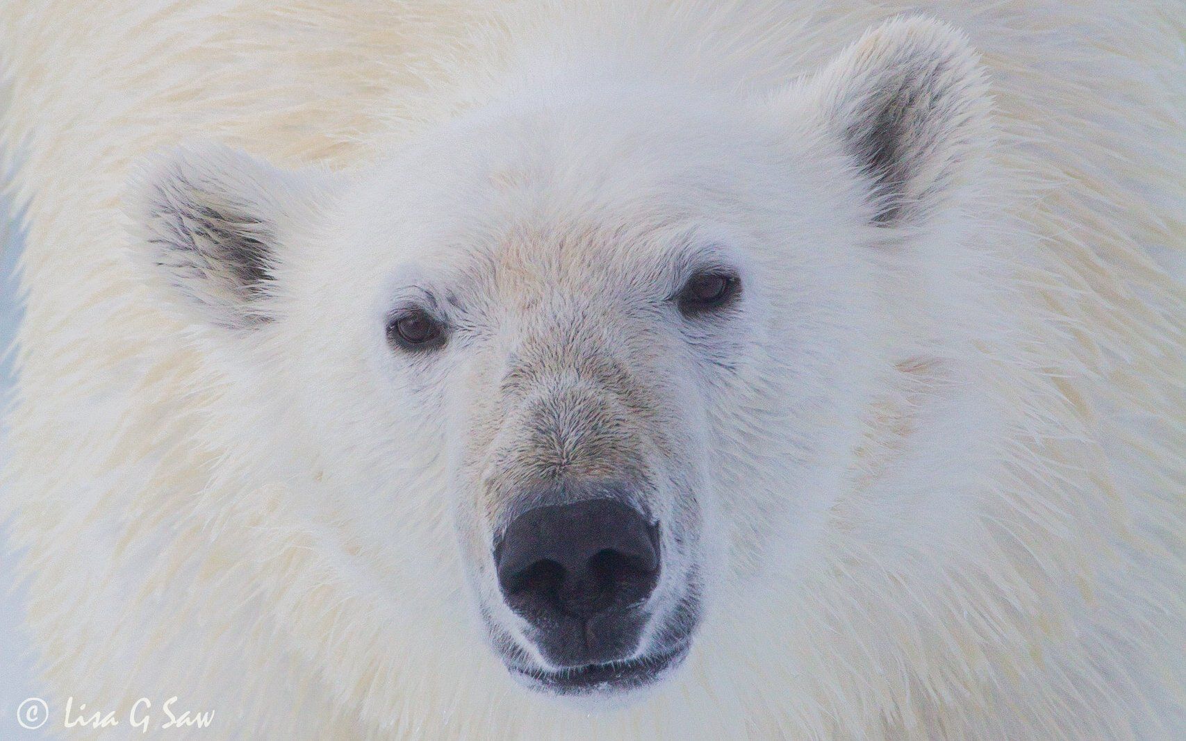 Polar Bear Close in Arctic Svalbard Norway