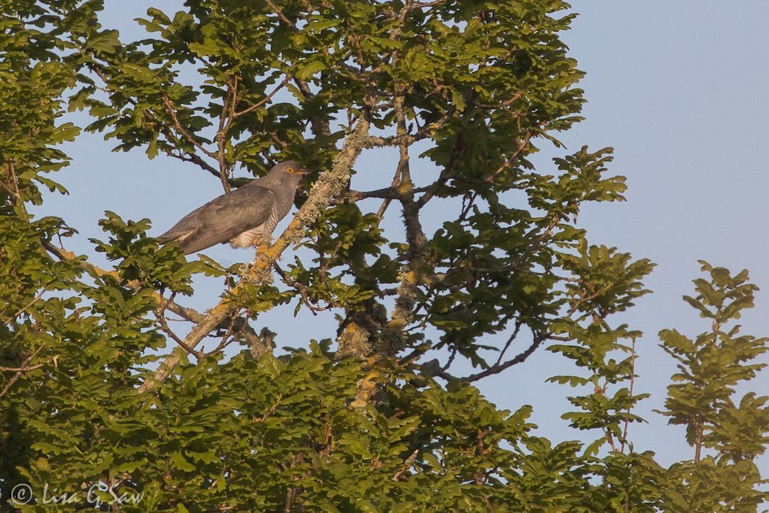 Cuckook in a tree in the evening