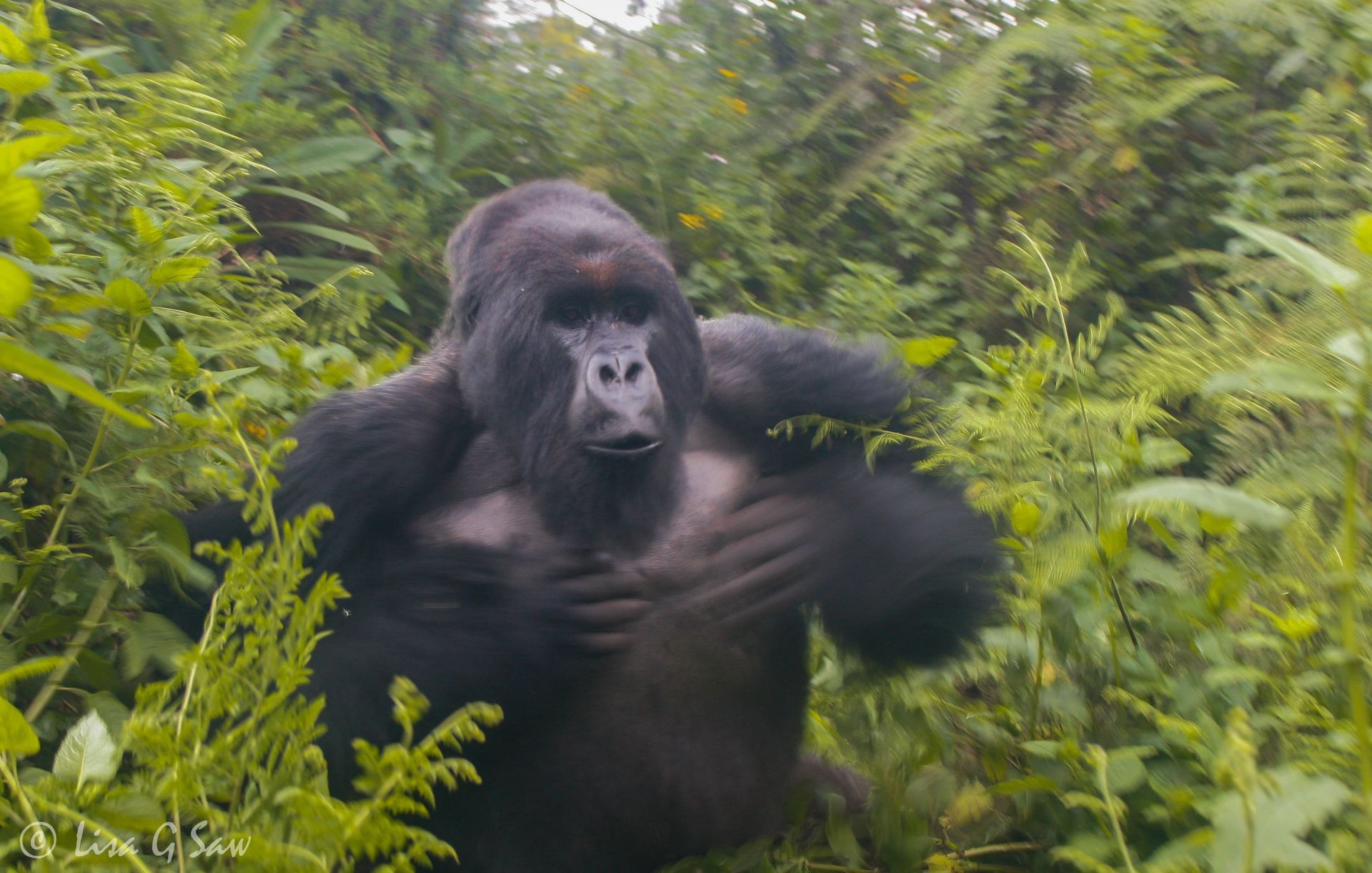Silverback Mountain Gorilla, Rwanda chest beating