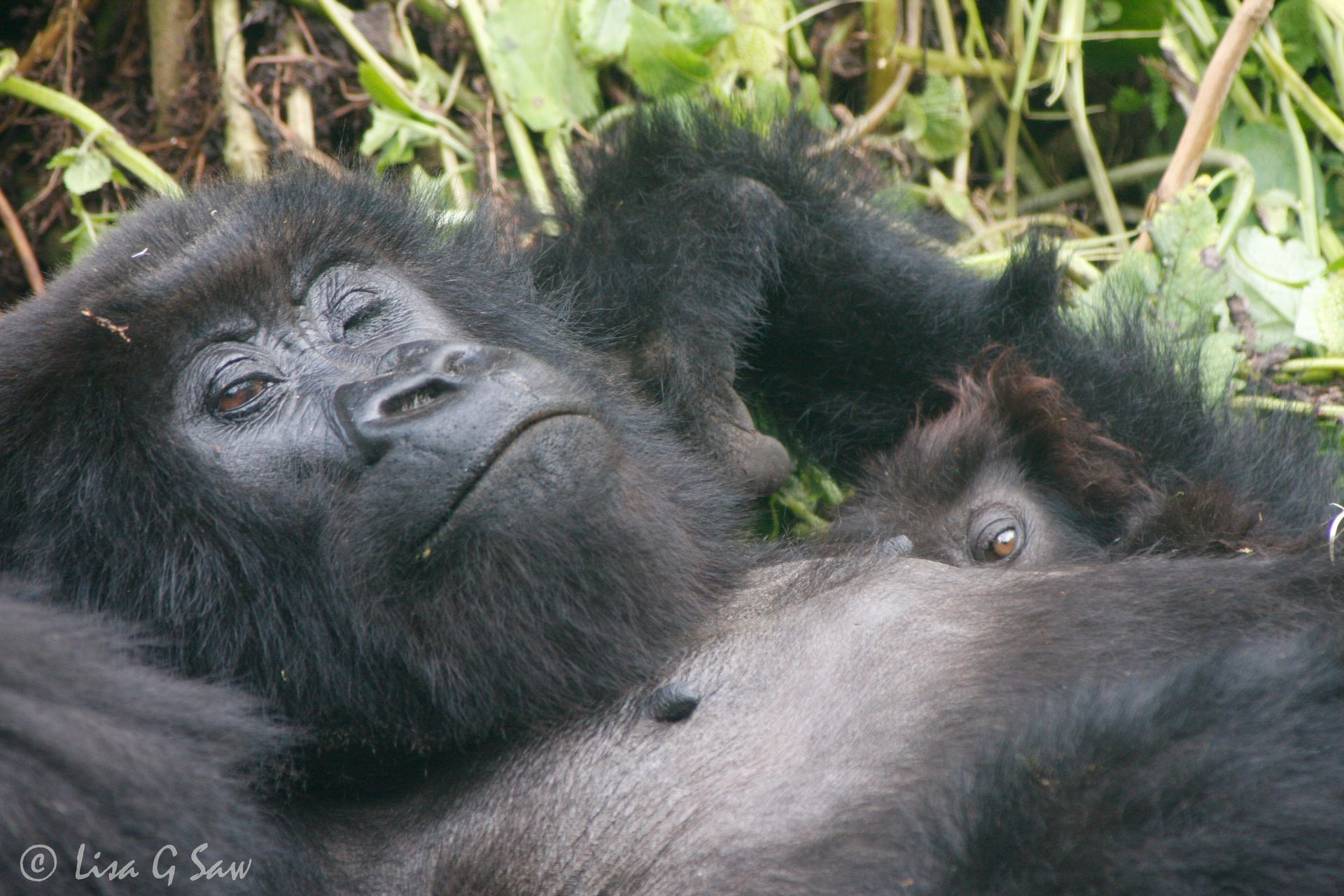 Female and infant Mountain Gorilla in Rwanda