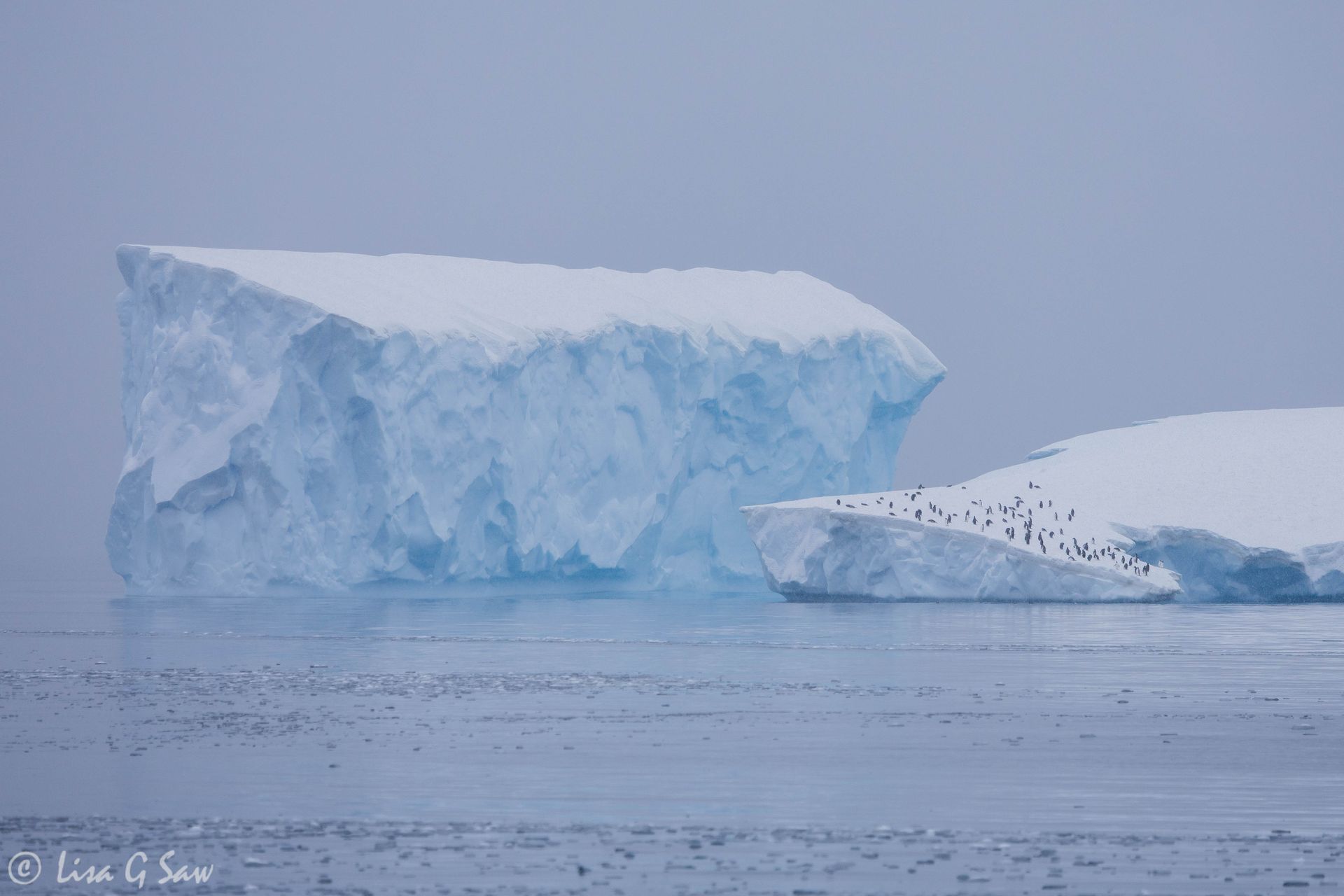 Iceberg and Penguins