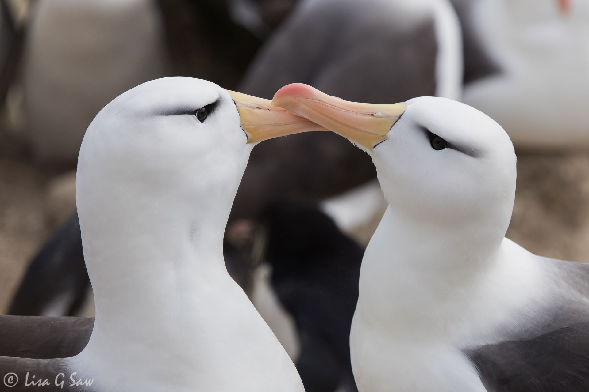 Two Black-browed Albatross pair bonding on New Island, Falkland Islands