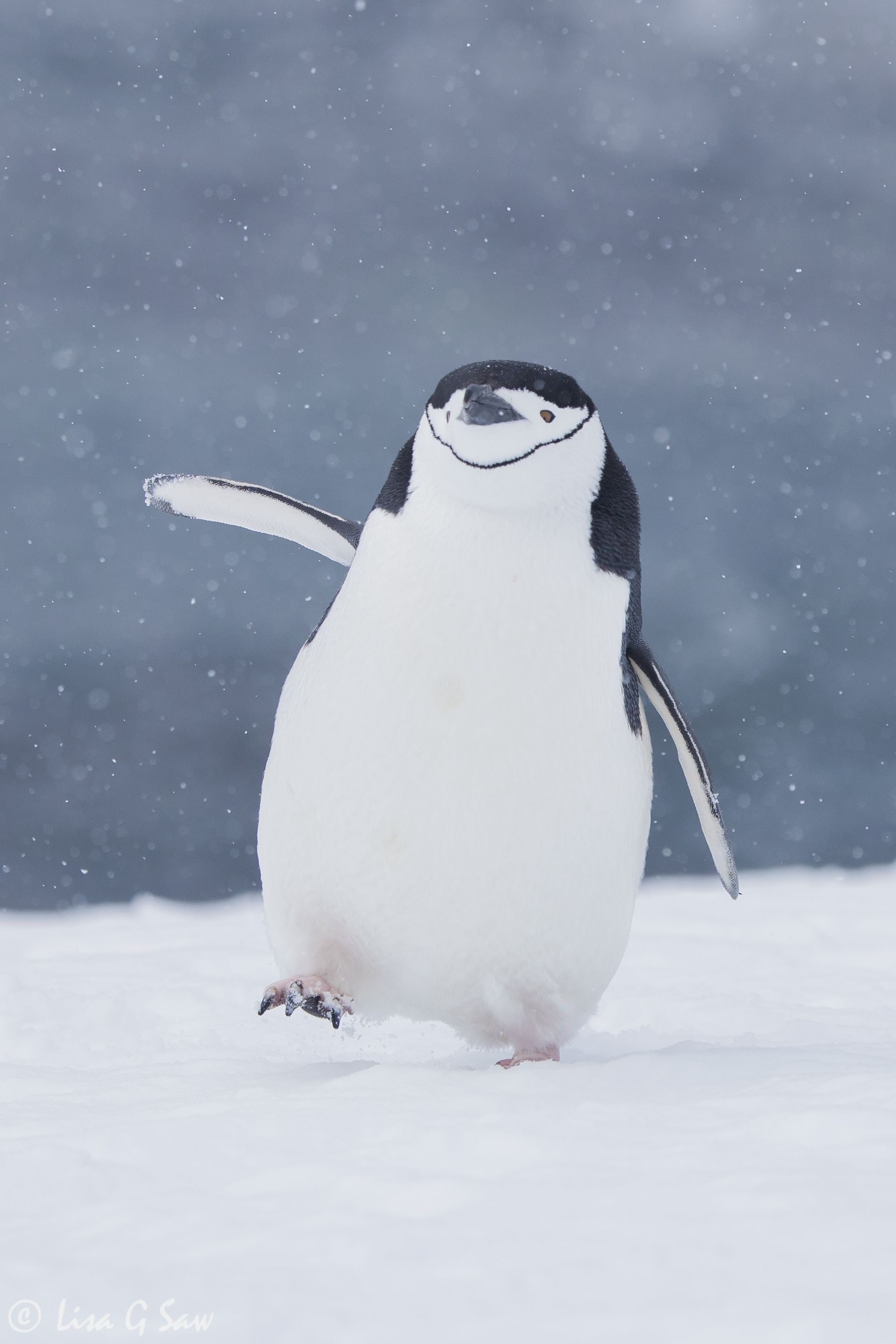 Chinstrap Penguin walking in the snow, Antarctica