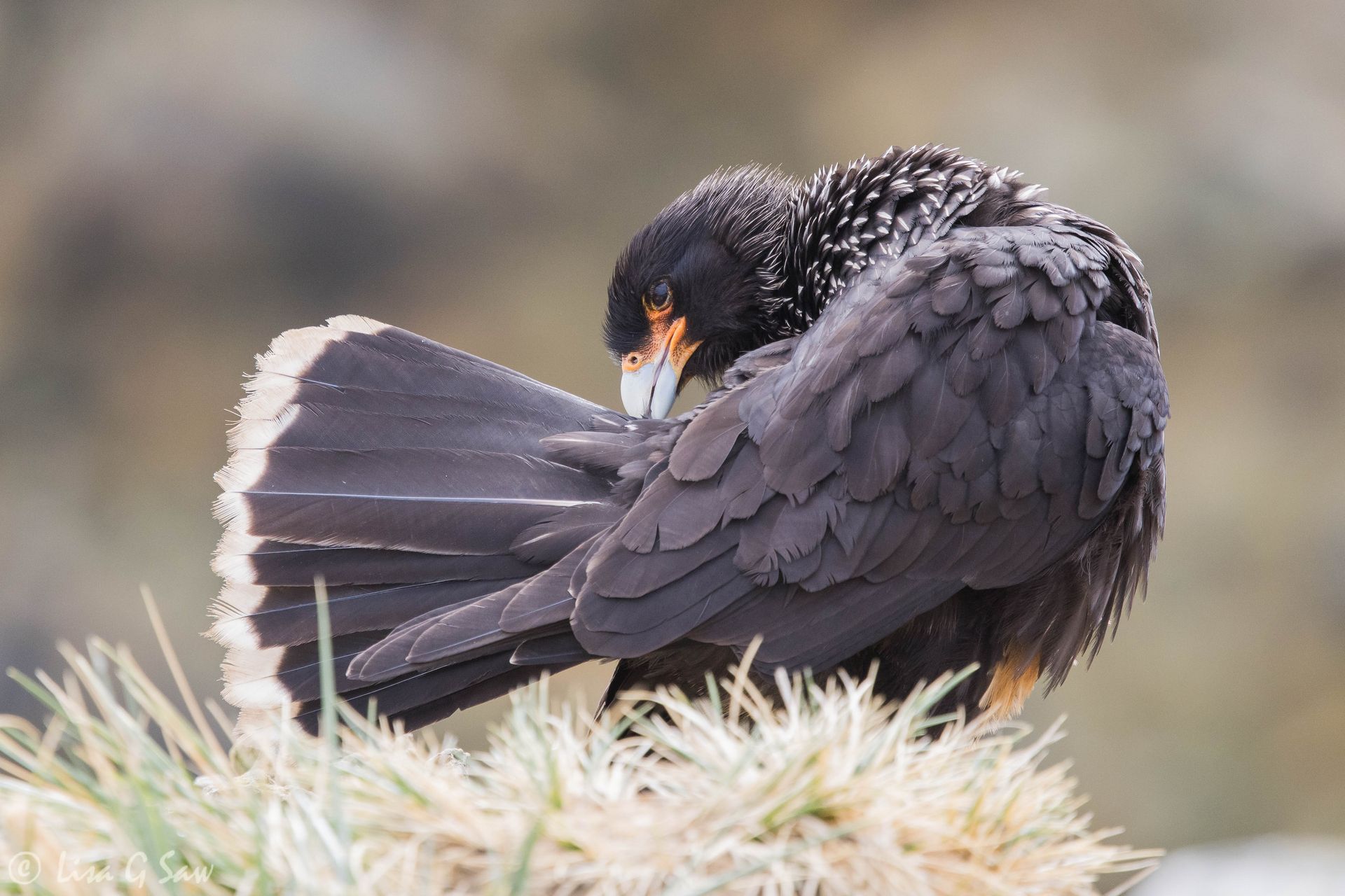 Striated Caracara preening its feathers on New Island, Falkland Islands