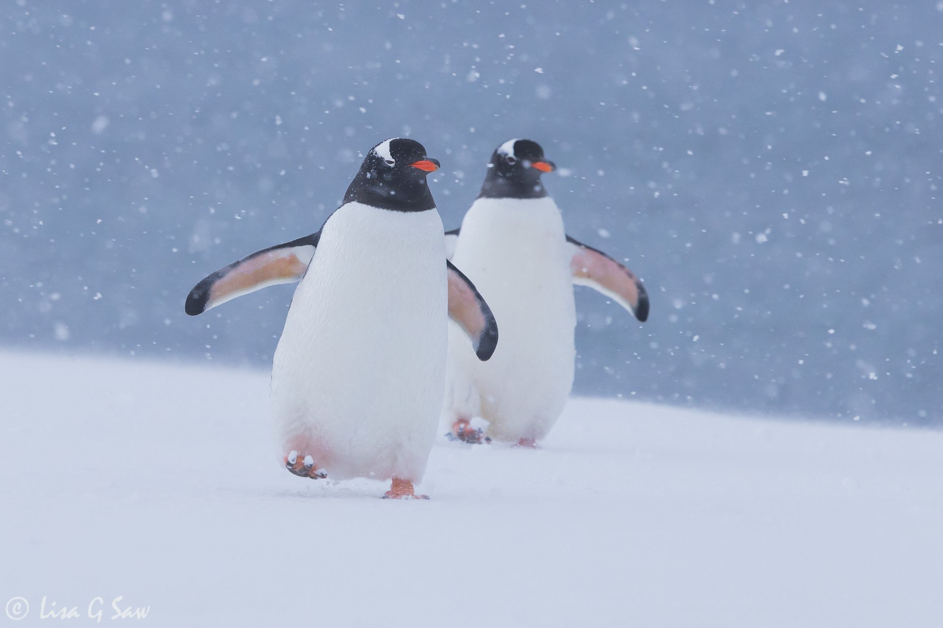 Two Gentoo Penguins walking in the snow, Antarctica