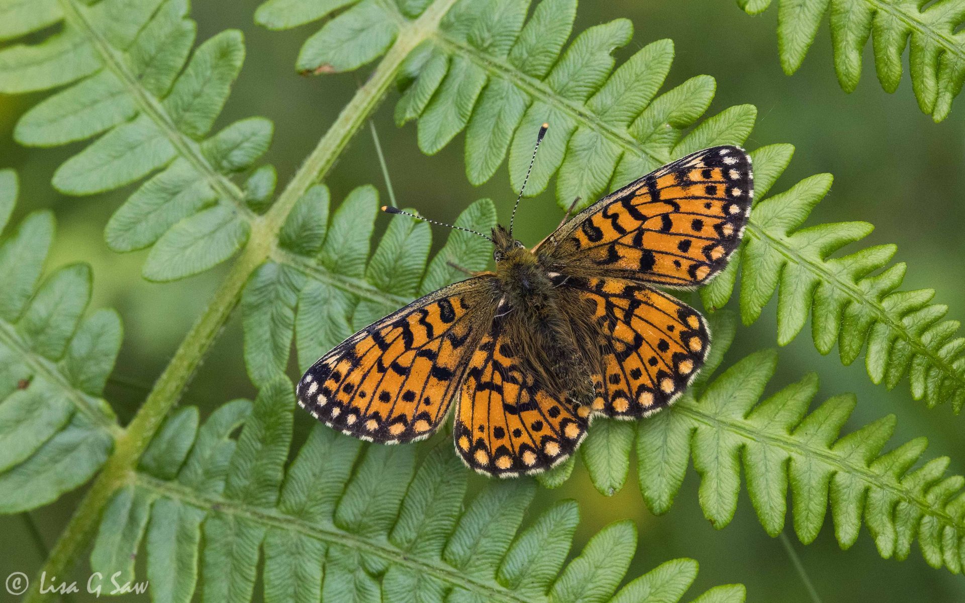 Small Pearl Bordered Fritillary