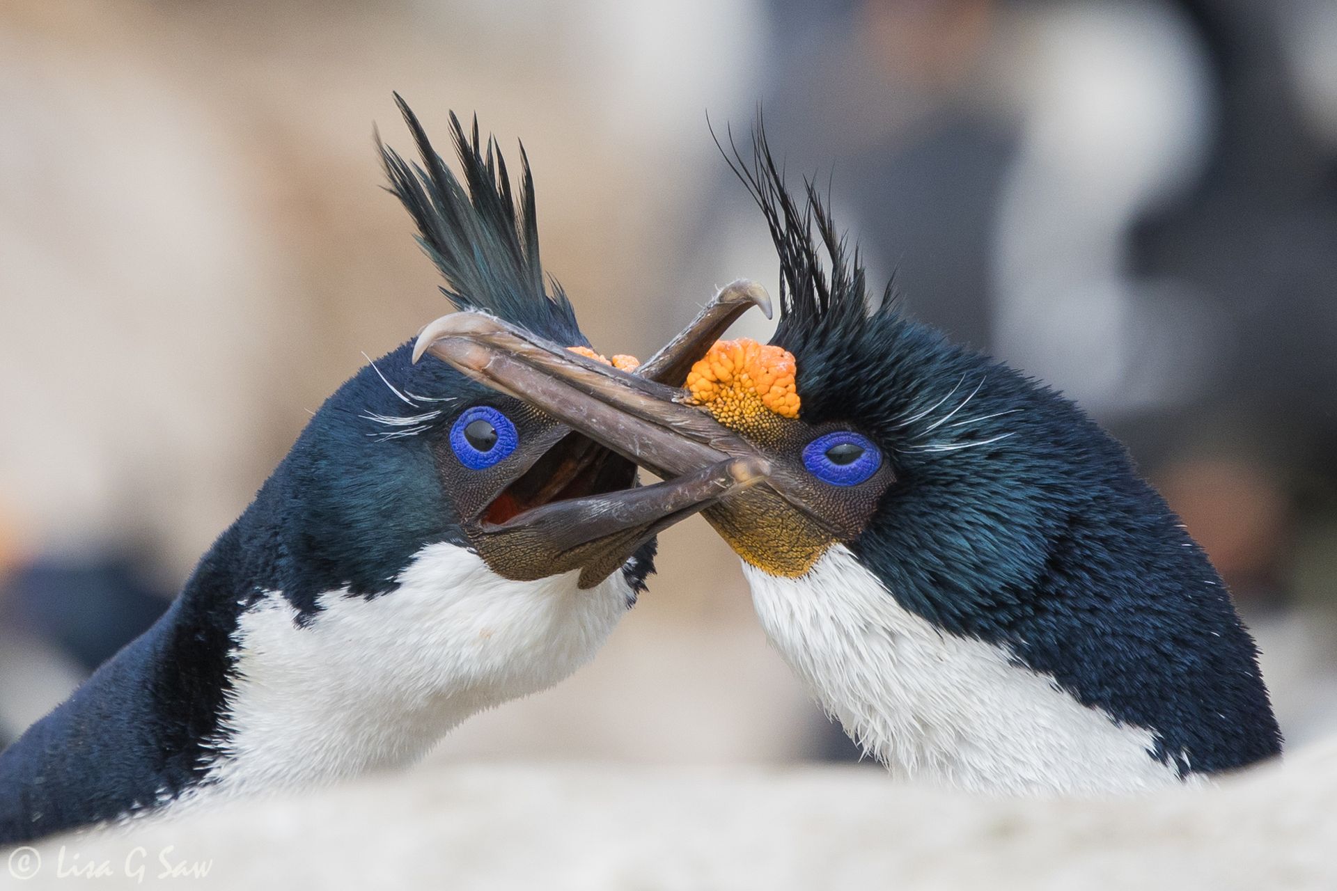 Two Imperial Shags with their beaks interlocked on New Island, Falkland Islands