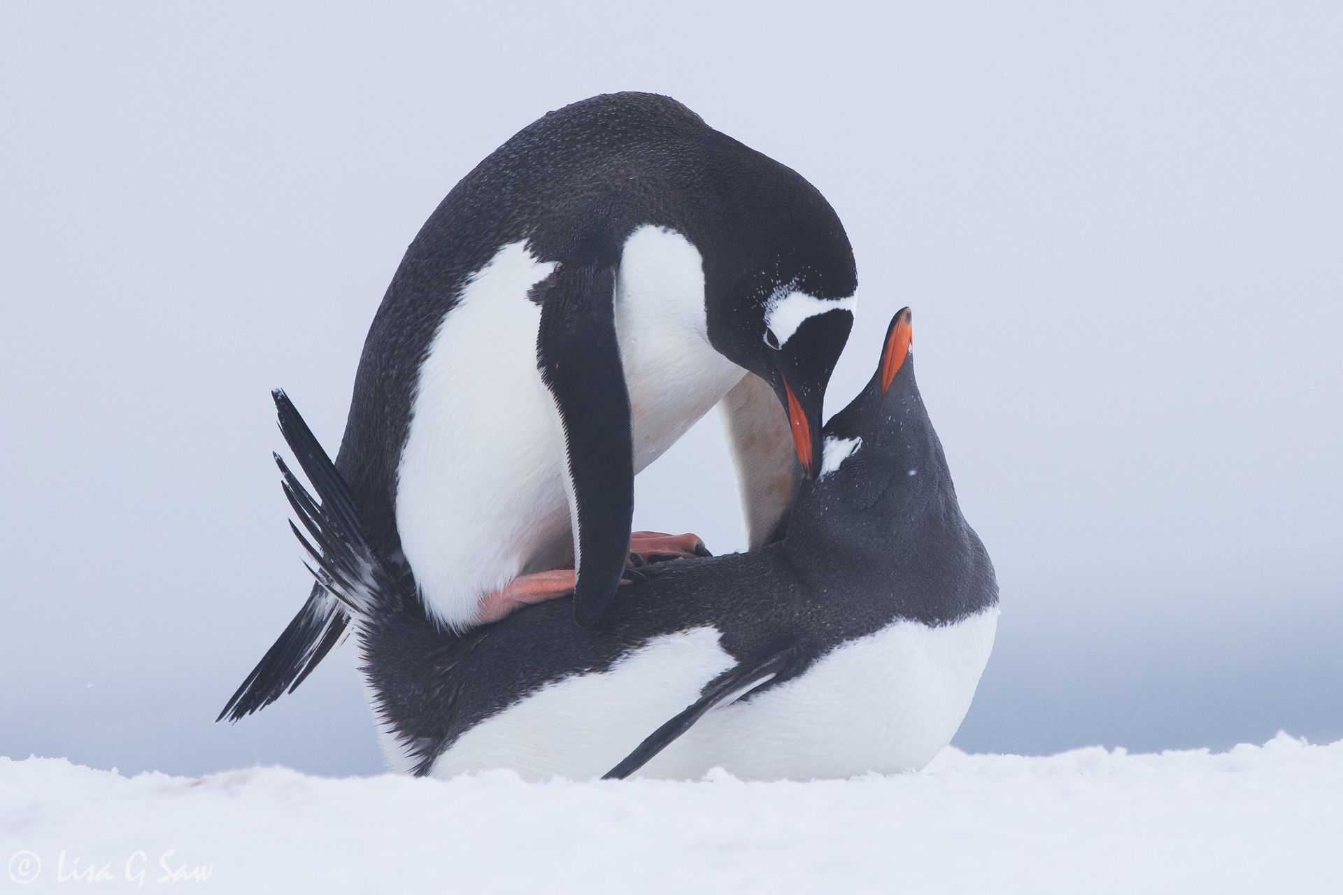 A pair of mating Gentoo Penguins, Antarctica