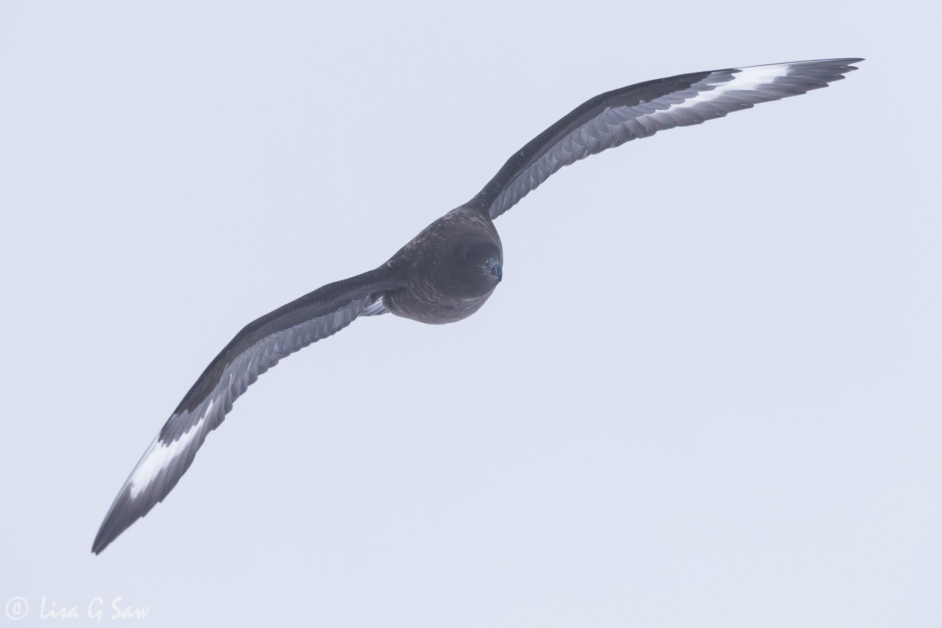 Antarctic Skua flying around the penguin colony, Antarctica