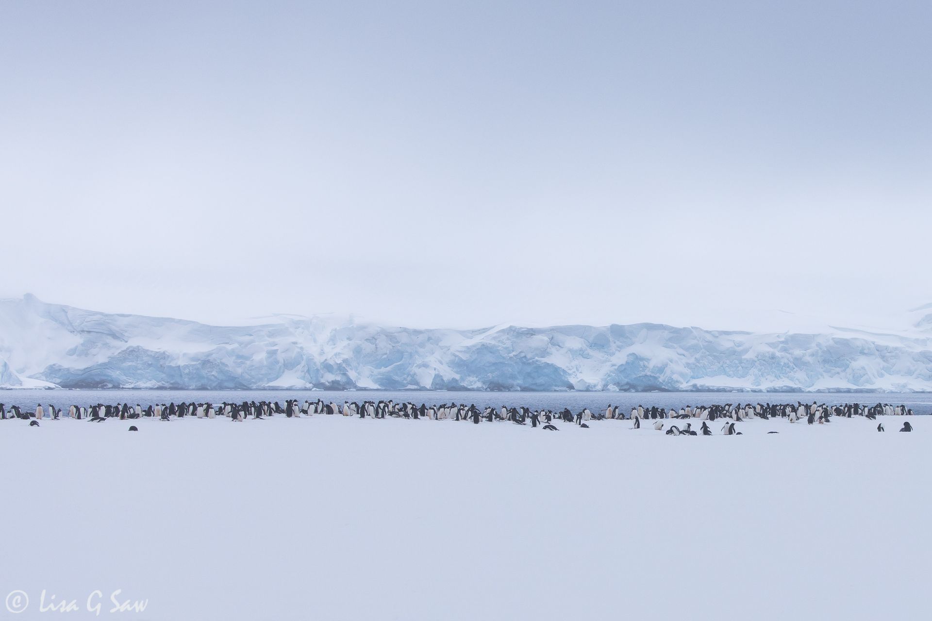 A colony of Gentoo Penguins in Antarctica