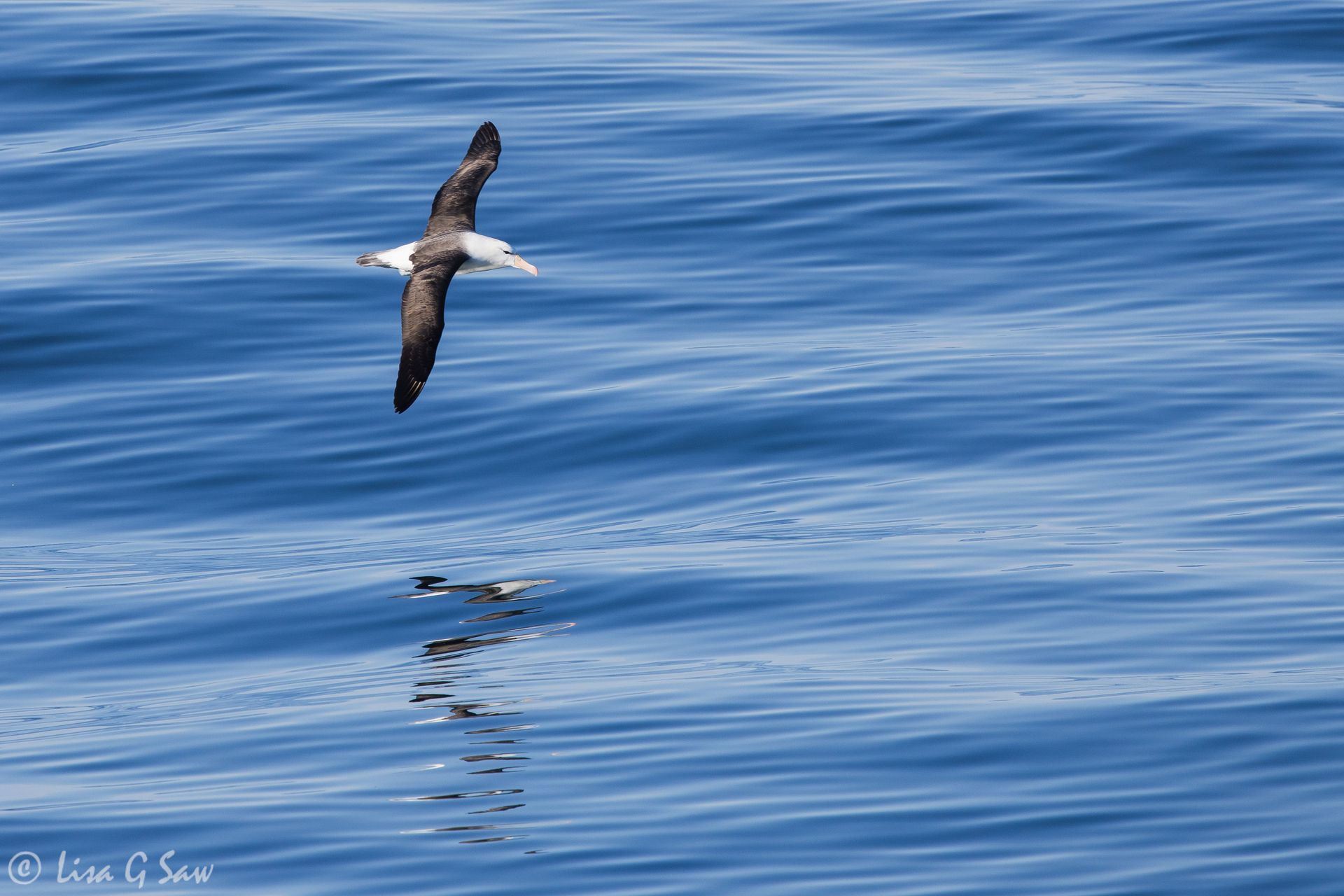 Black-browed Albatross flying