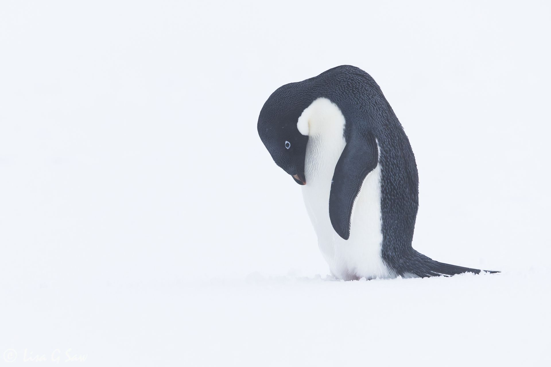 Adelie Penguin, Antarctica