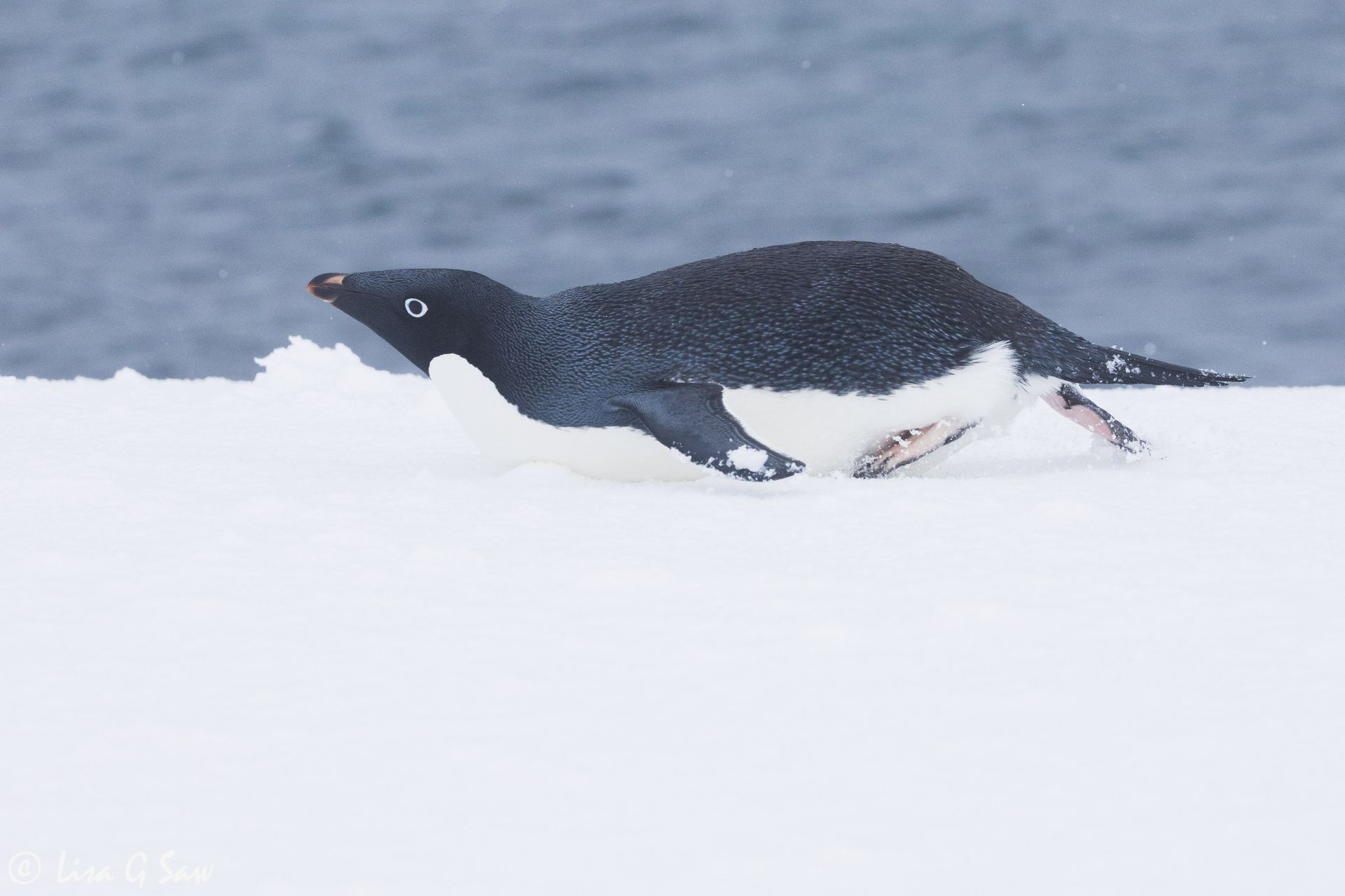 Adelie Penguin sliding across the snow, Antarctica