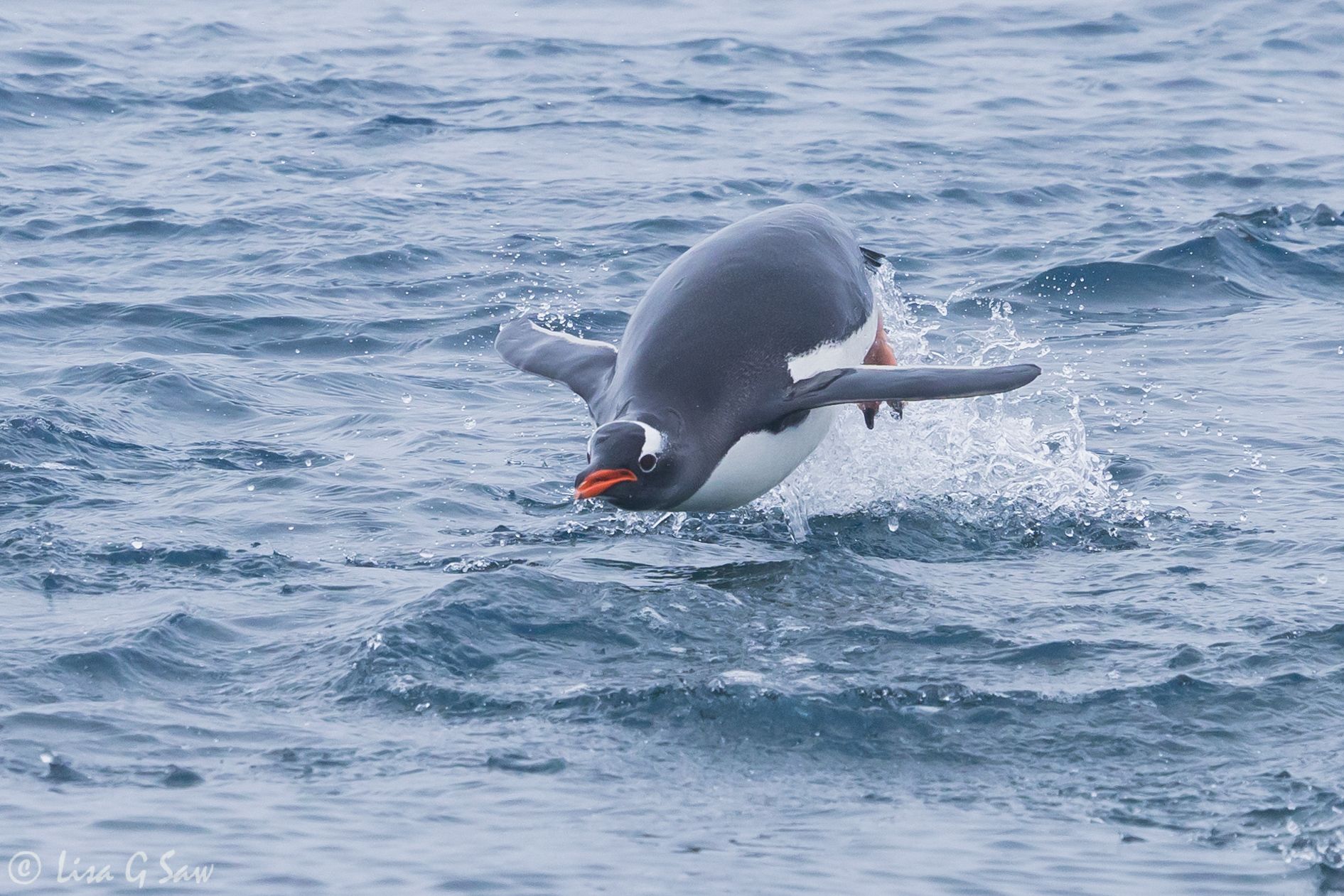 Porpoising Gentoo Penguin leaping out of the water, Antarctica