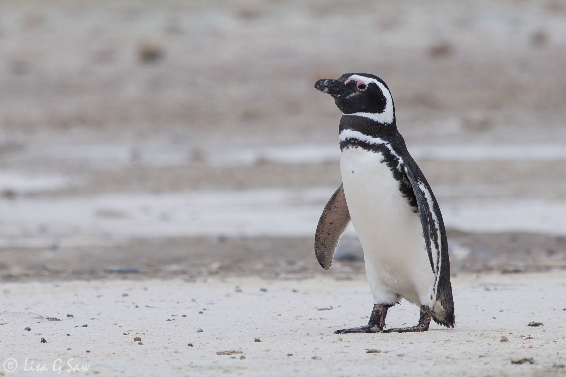 Magellanic Penguin on the beach at New Island, Falkland Islands