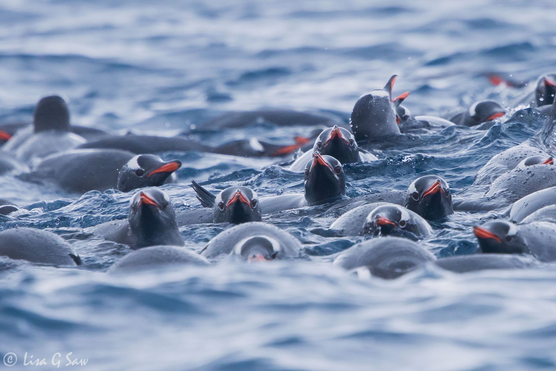 Lots of Gentoo Penguins in the water, Antarctica