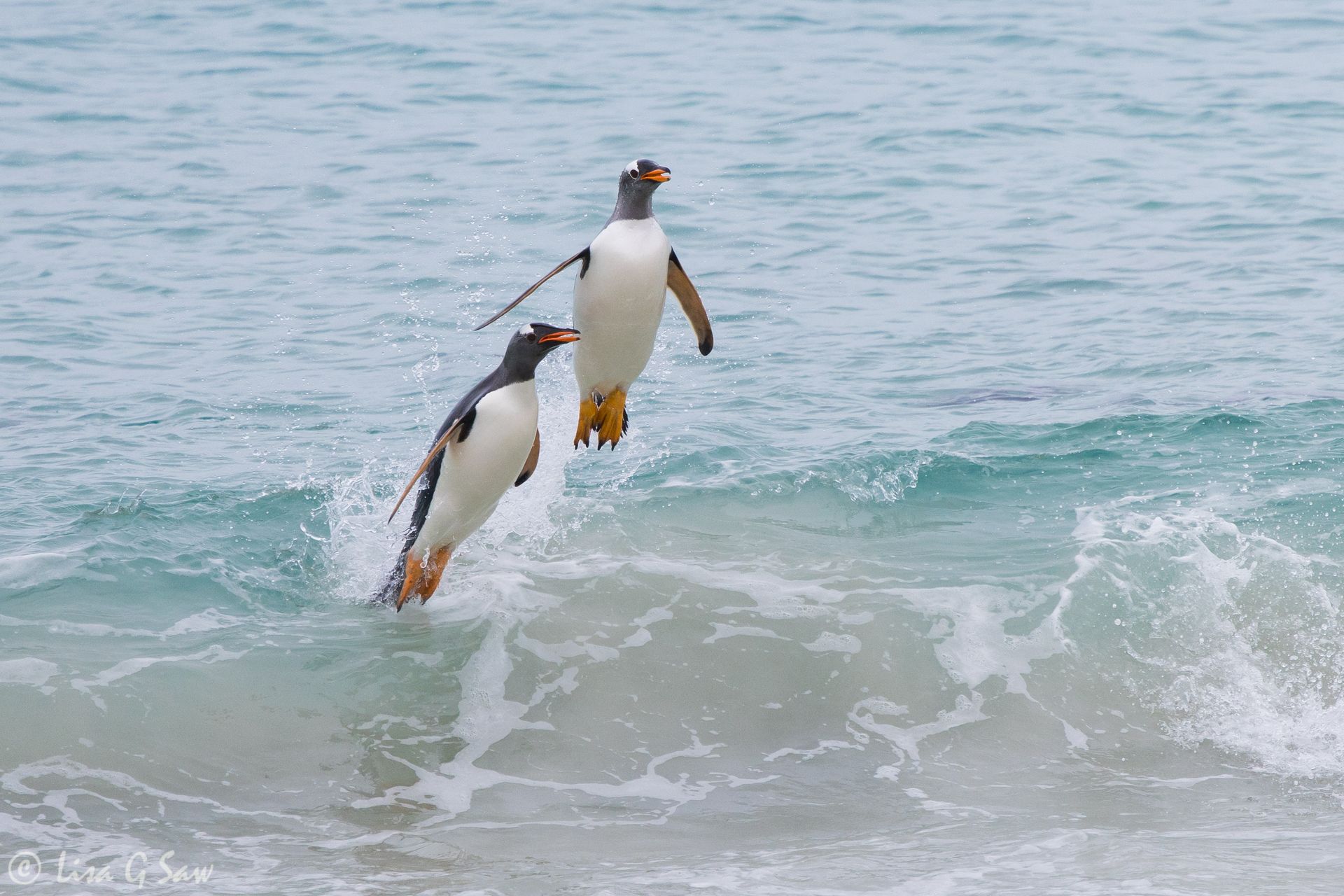 Two Gentoo Penguins leaping out of the water onto the beach at New Island, Falkland Islands