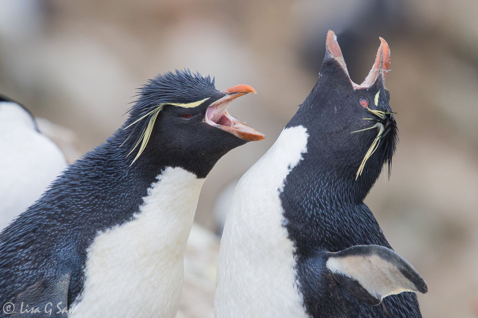 Two Rockhopper Penguins with their beaks open on New Island, Falkland Islands