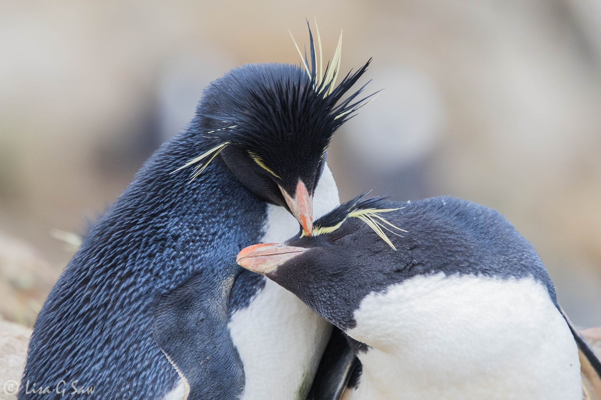 A pair of Rockhopper Penguins pair bonding on New Island, Falkland Islands