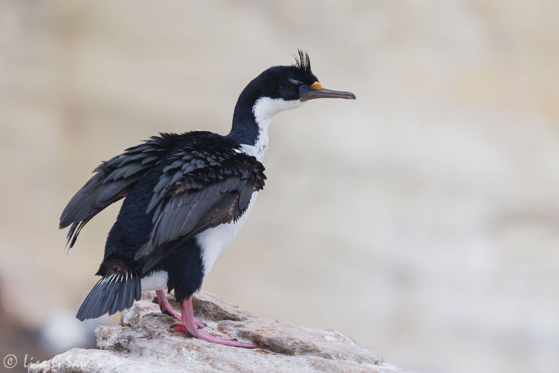 Imperial Shag, New Island, Falkland Islands