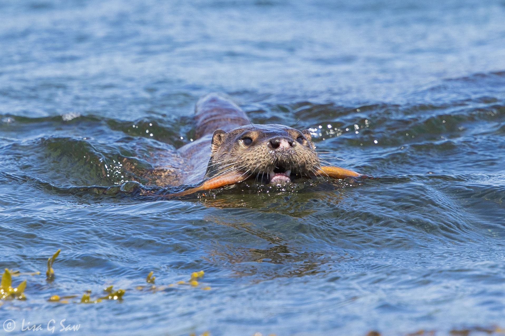 Otter swimming with food in mouth