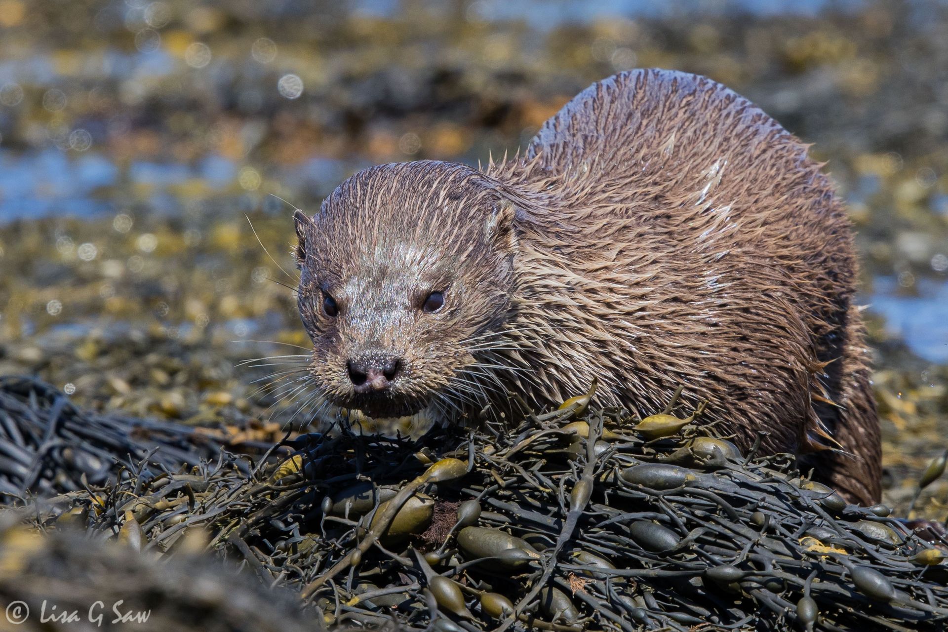 Otter walking amongst the seaweed