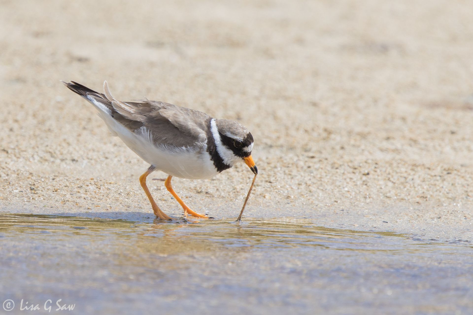 Ringed Plover pulling out worm from sand