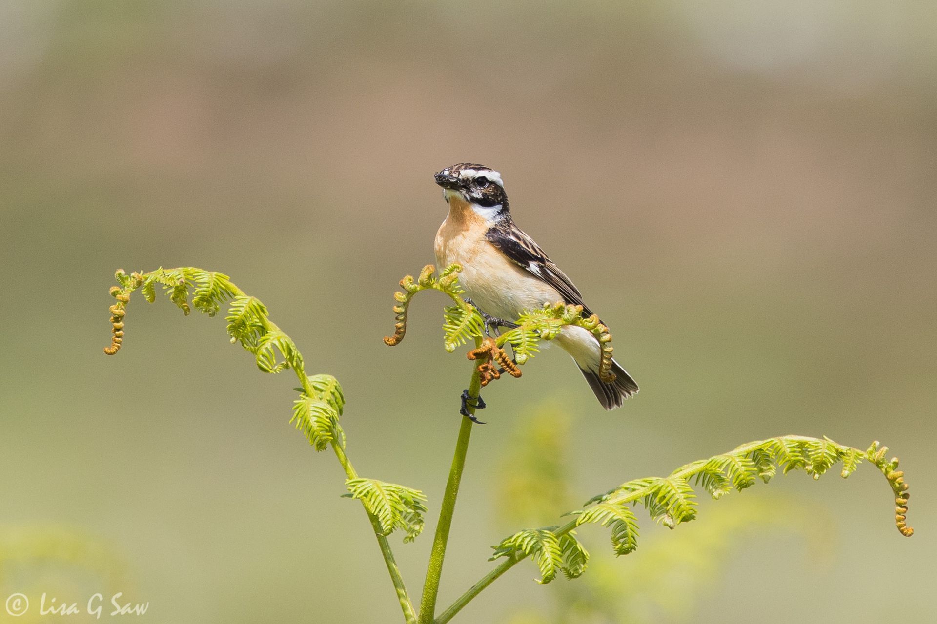 Male Whinchat with insect in mouth