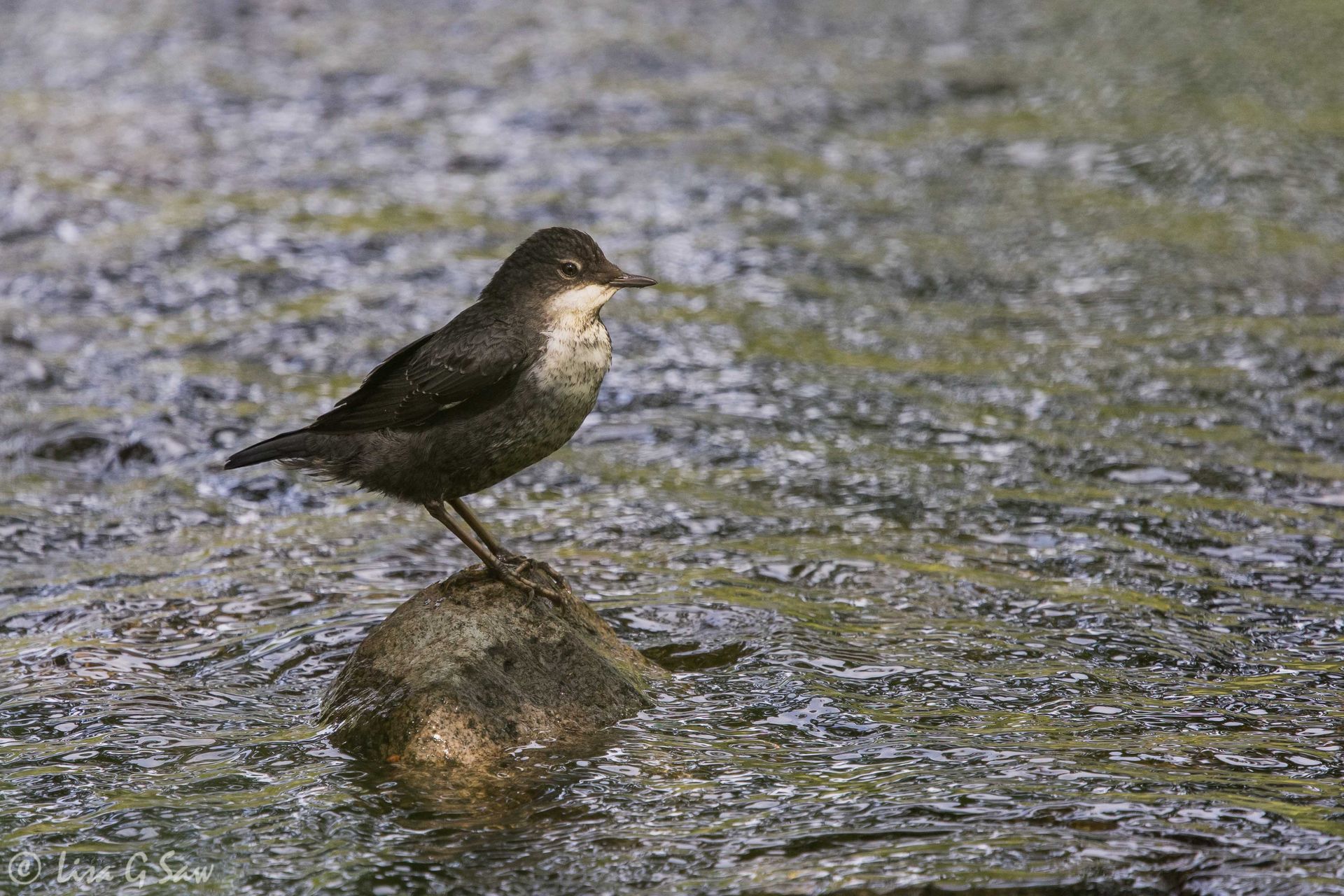 Juvenile Dipper